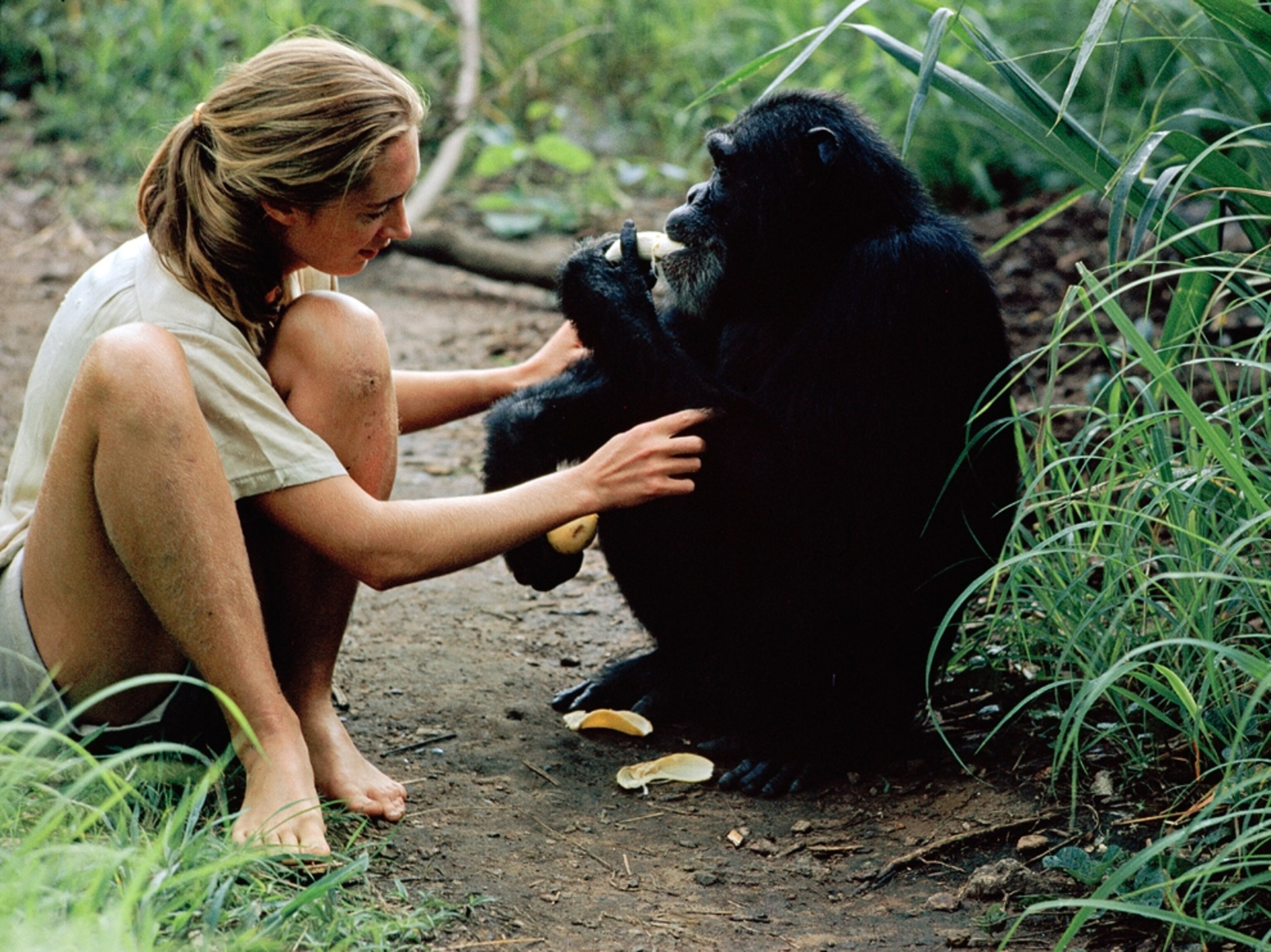 Jane Goodall picture: primatologist shown with chimp for gallery on National Geographic's top ten grants