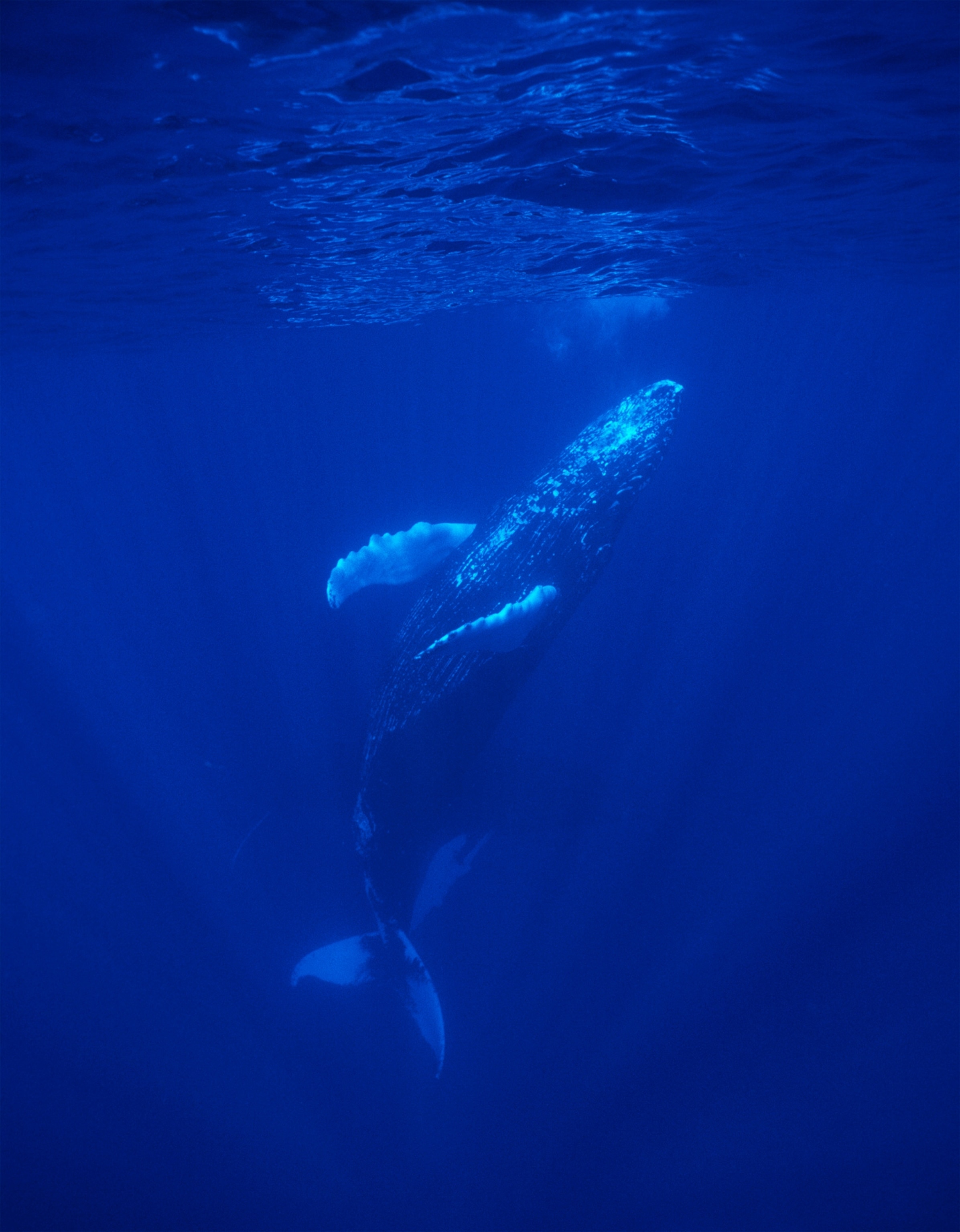 A humpback whale in the Dominican Republic.