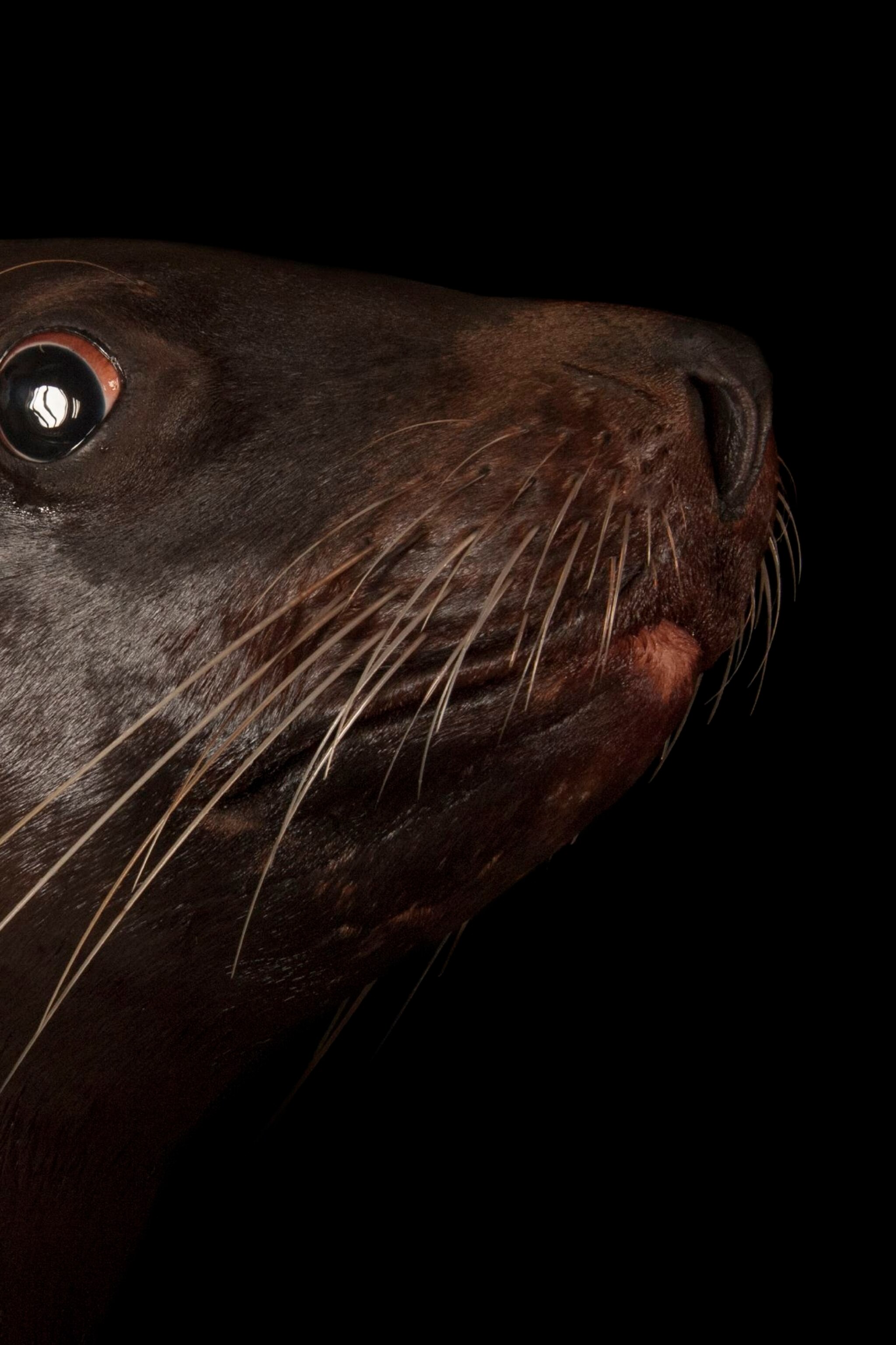 steller-sea-lion_thumb_2x3.JPG