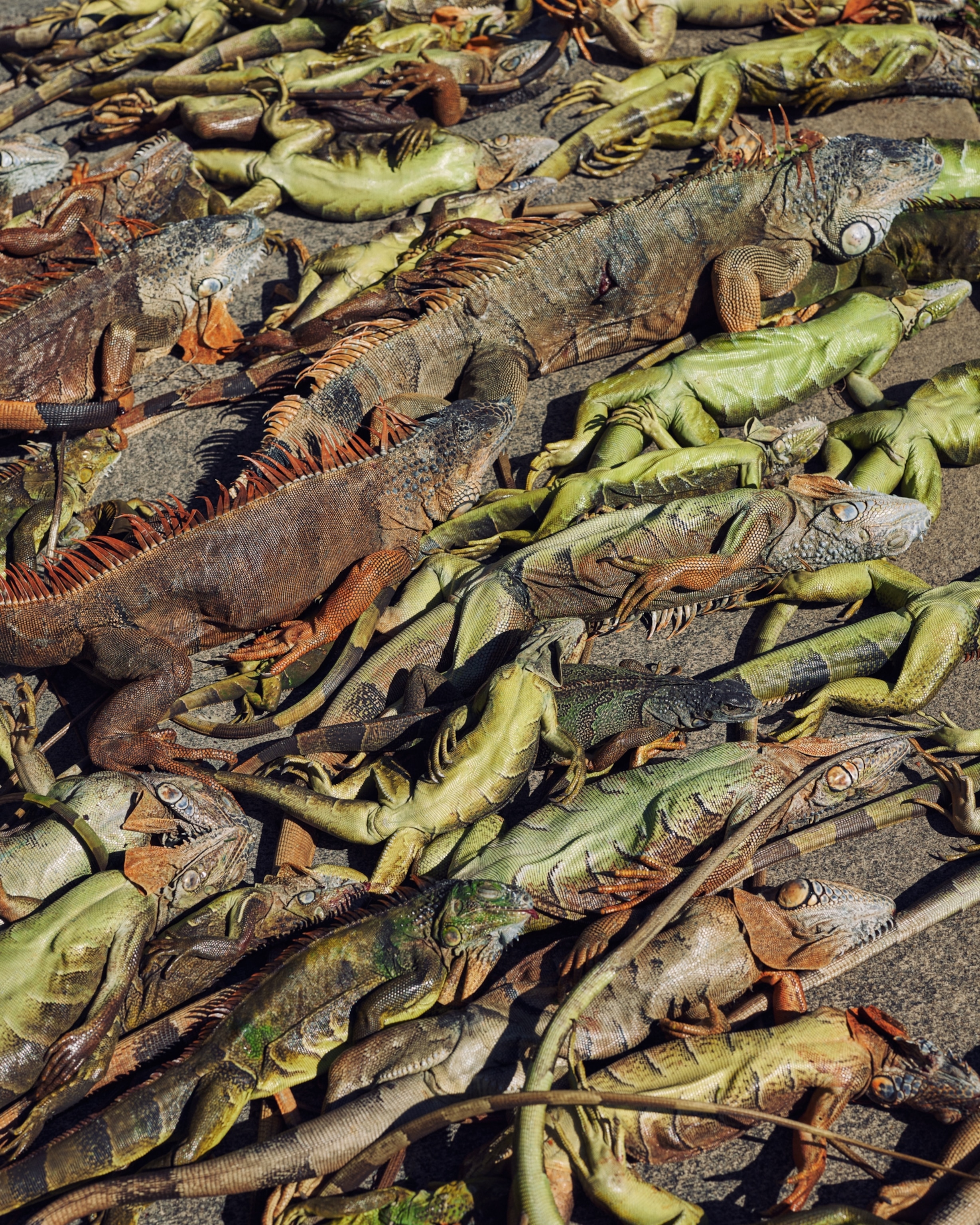A pile of immobile iguanas.