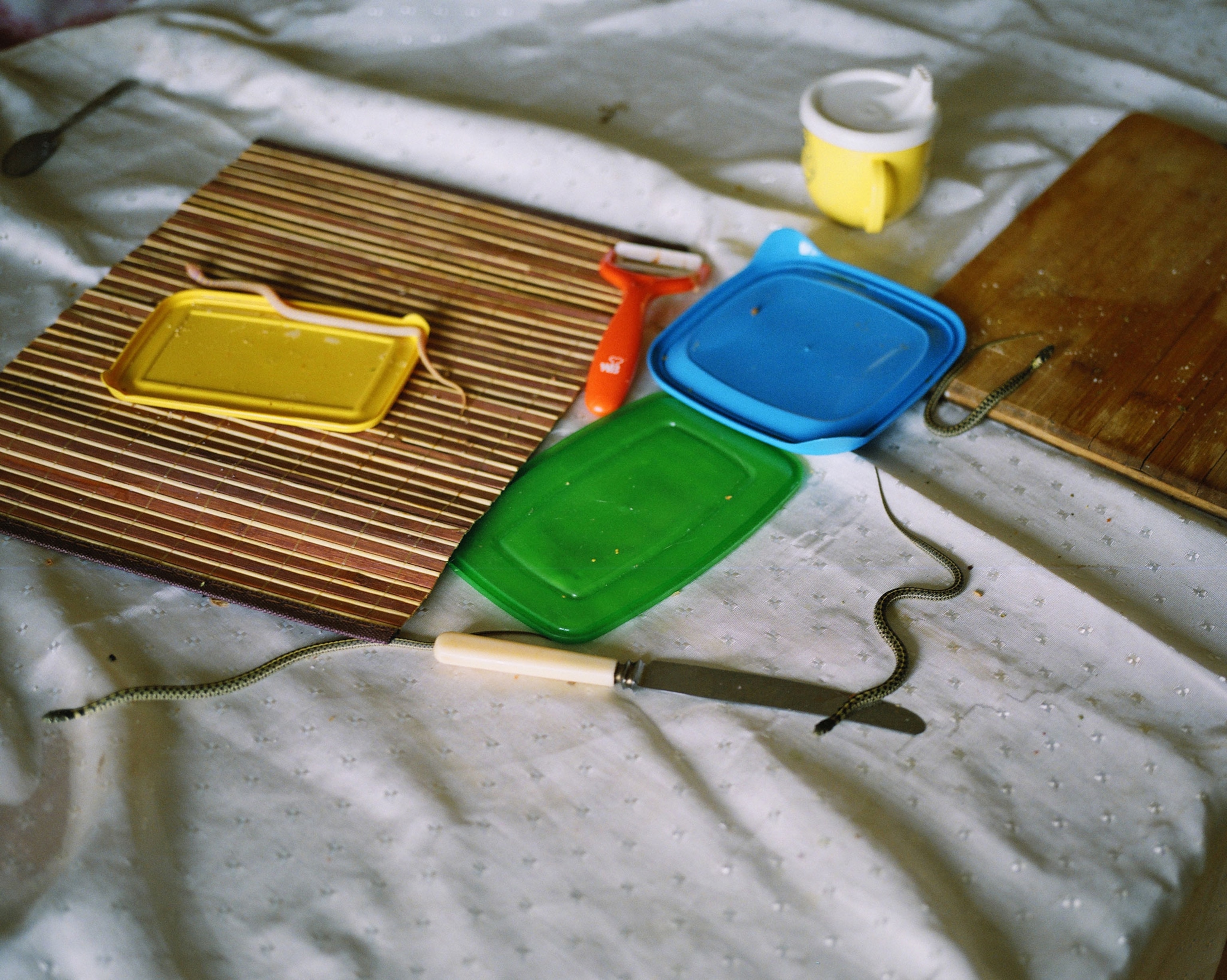 Four baby snakes, Thamnophis marcianus