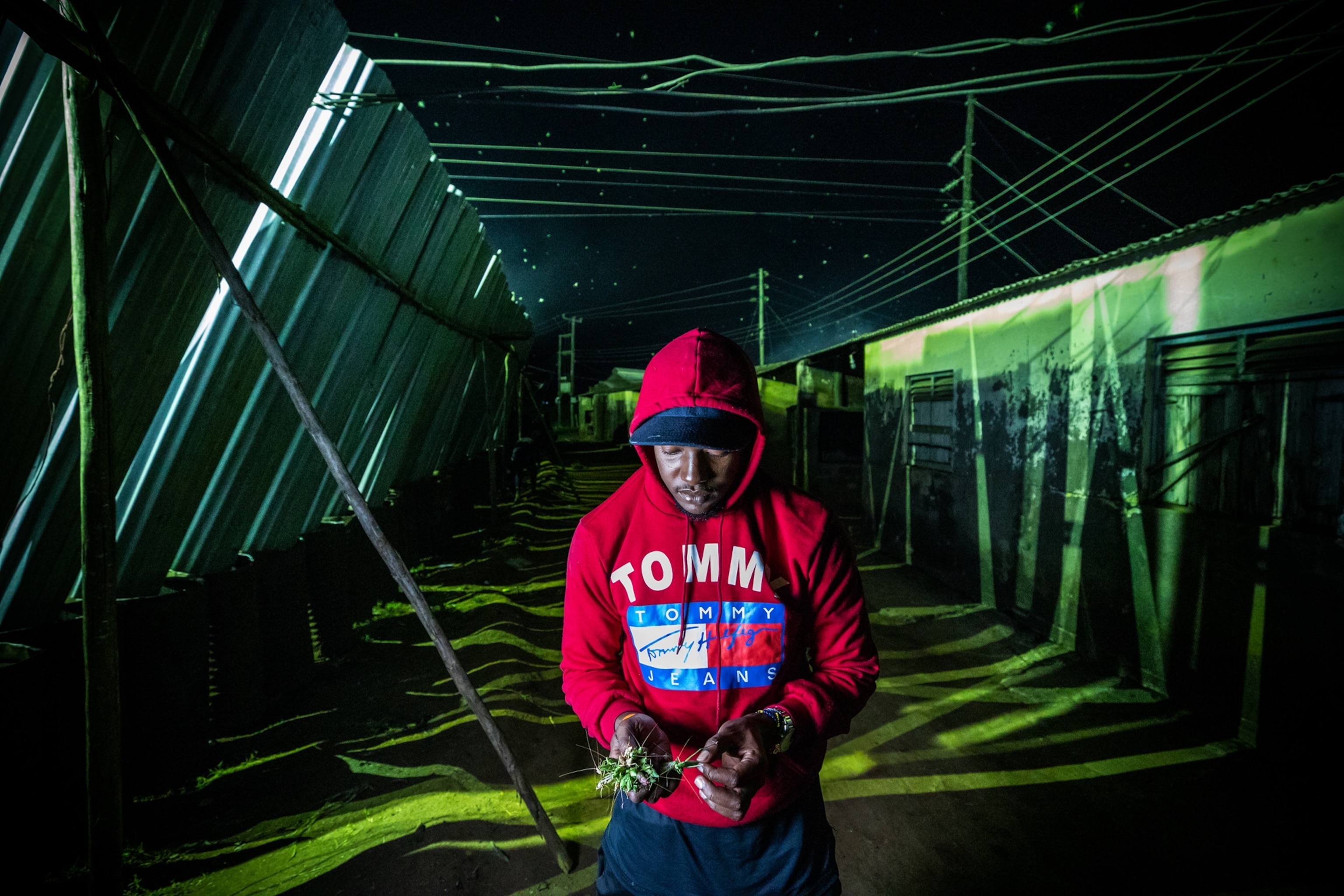 Picture of cricket harvester, Muntadhar Nasif, in a red hooded sweatshirt, looking down at a handfull of crickets. Behind him, shafts of green light crisscross the corridor of corrugated metal cricket traps.