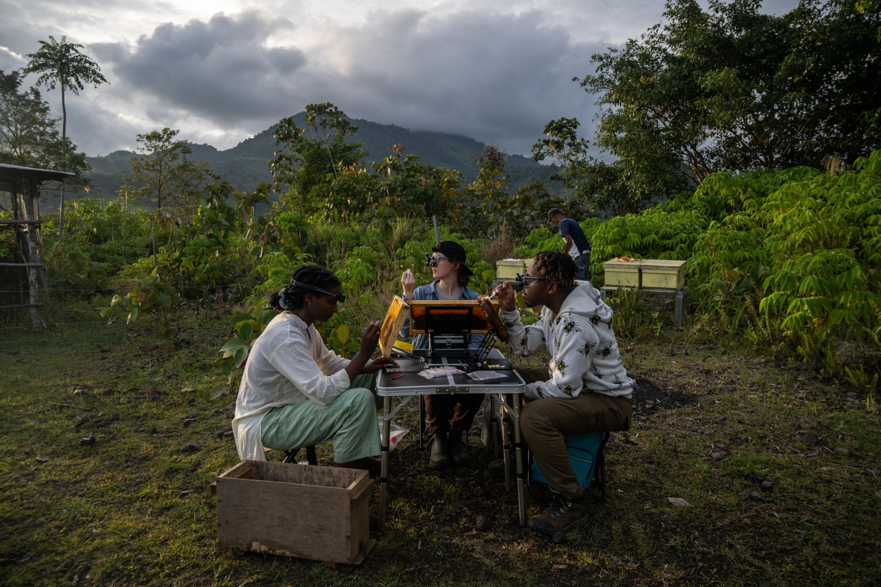 The research team checks up honeybee hives at an apiary in the mountain of Mindanao, Philippines.