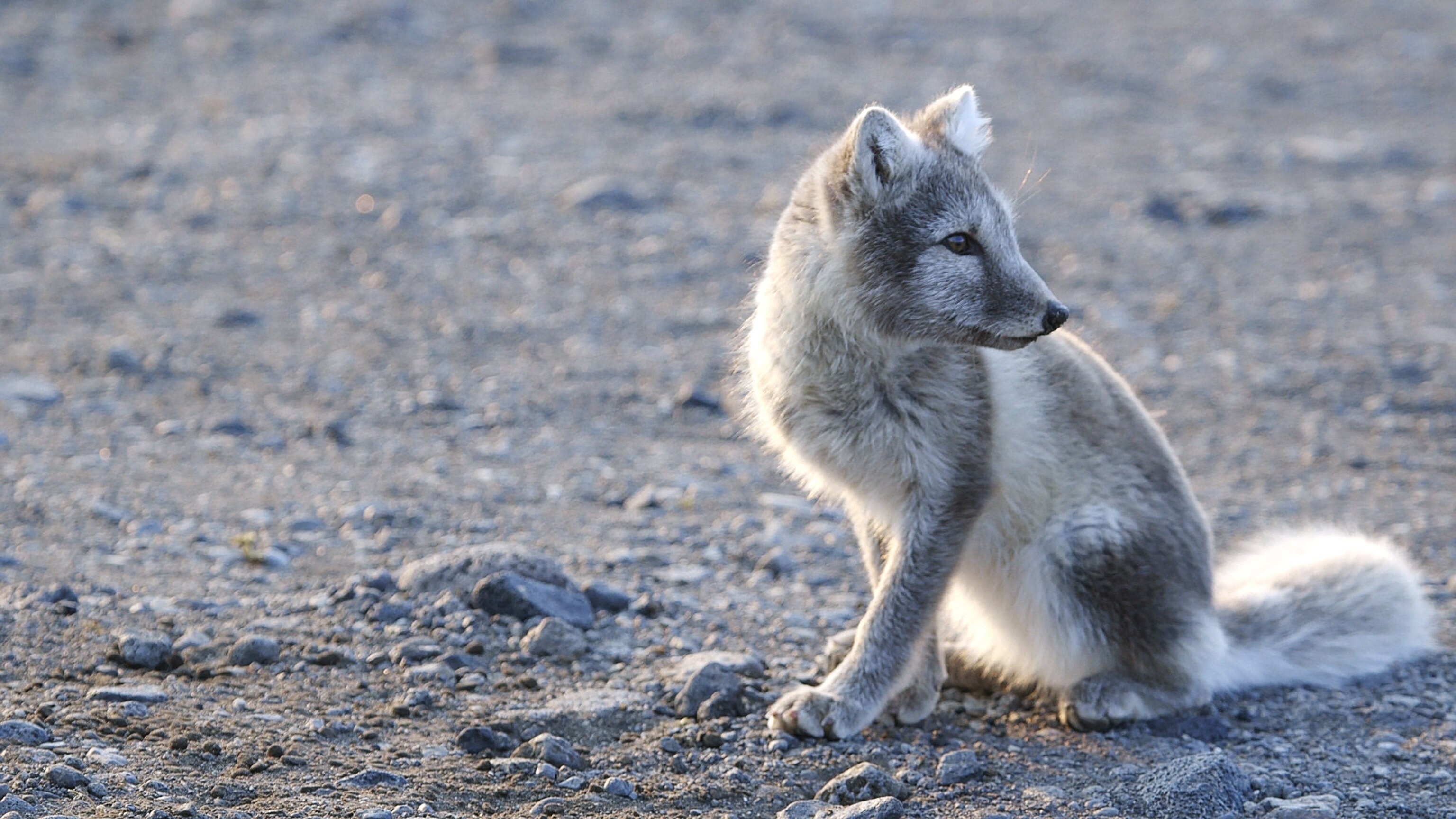 an arctic fox spotted in Iceland's highlands