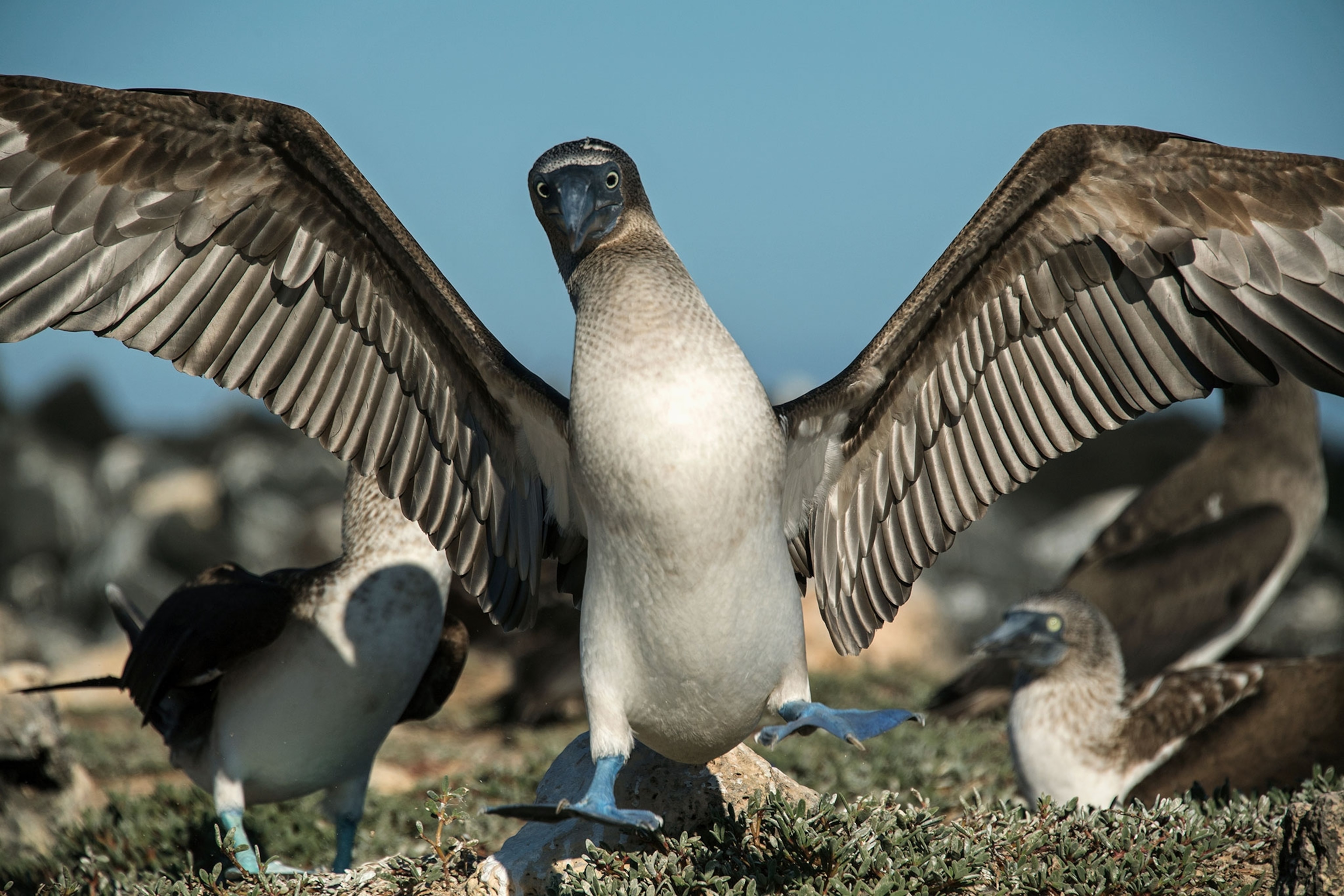 A bird expands their wings wide.