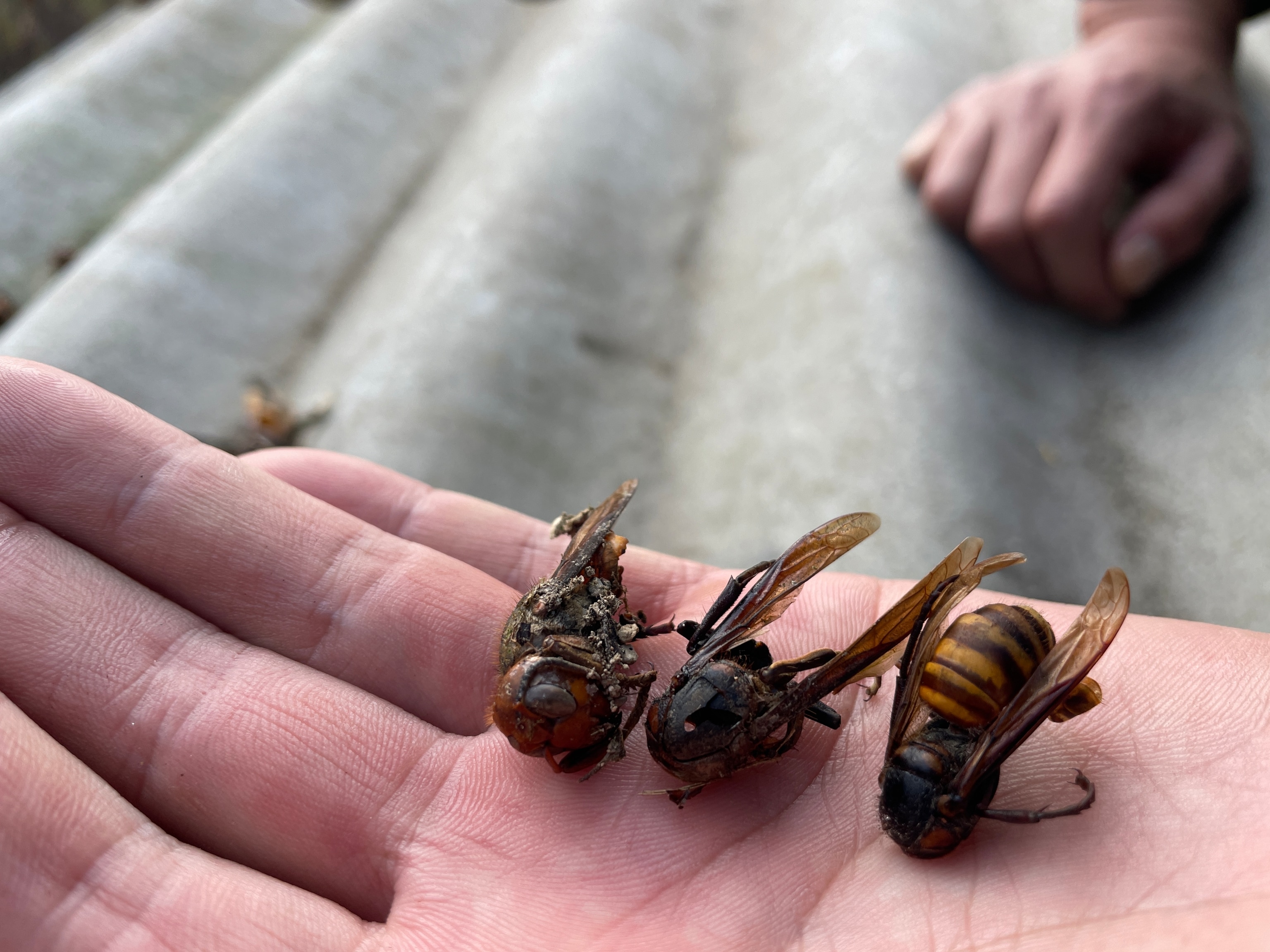 The carcasses of Asian giant hornets (murder hornets) are found at a bee farm in the Qinling Mountains, a segment of the trail Salopek described as “China’s Hinge.”