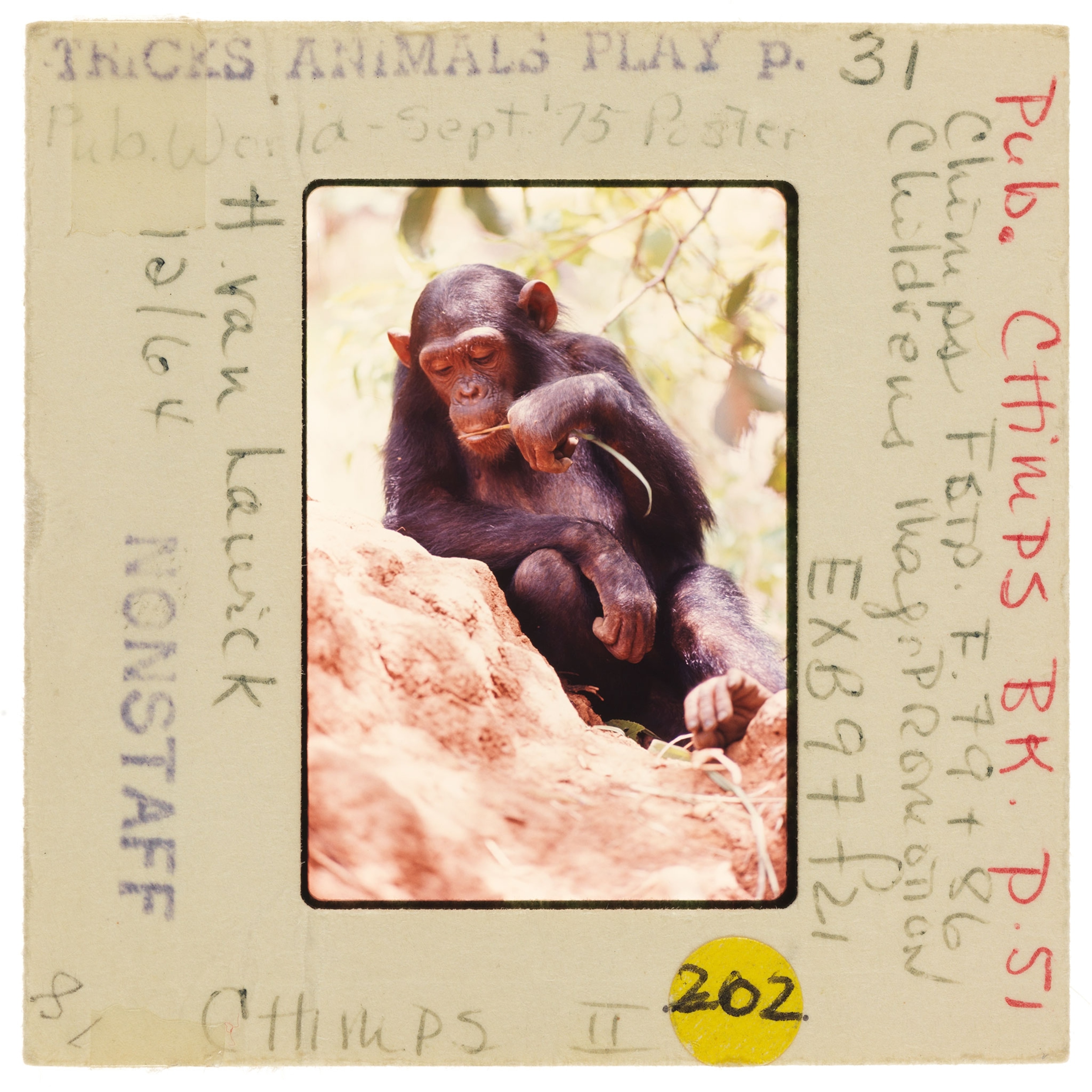 Chimp using tools