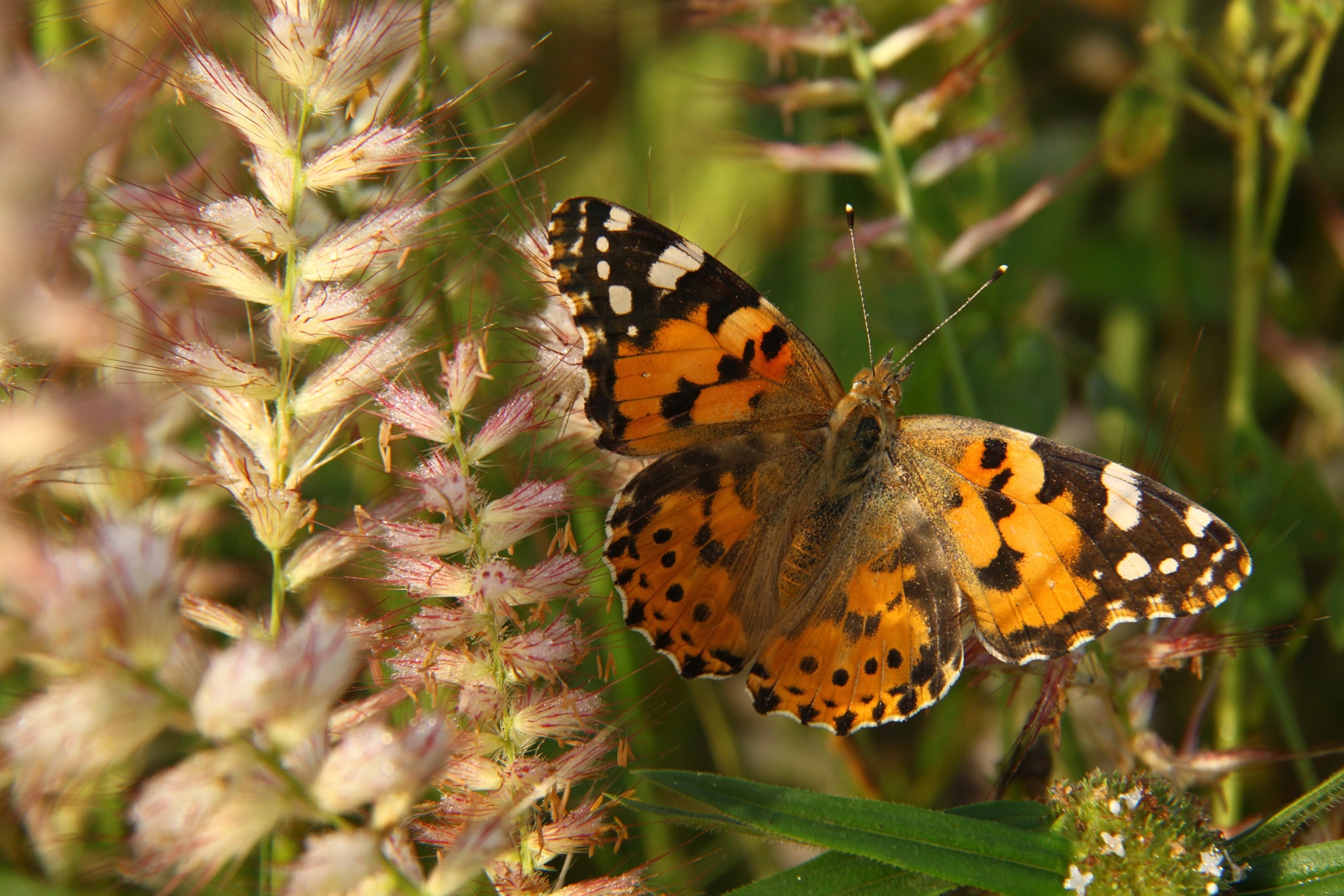 Painted Lady butterfly