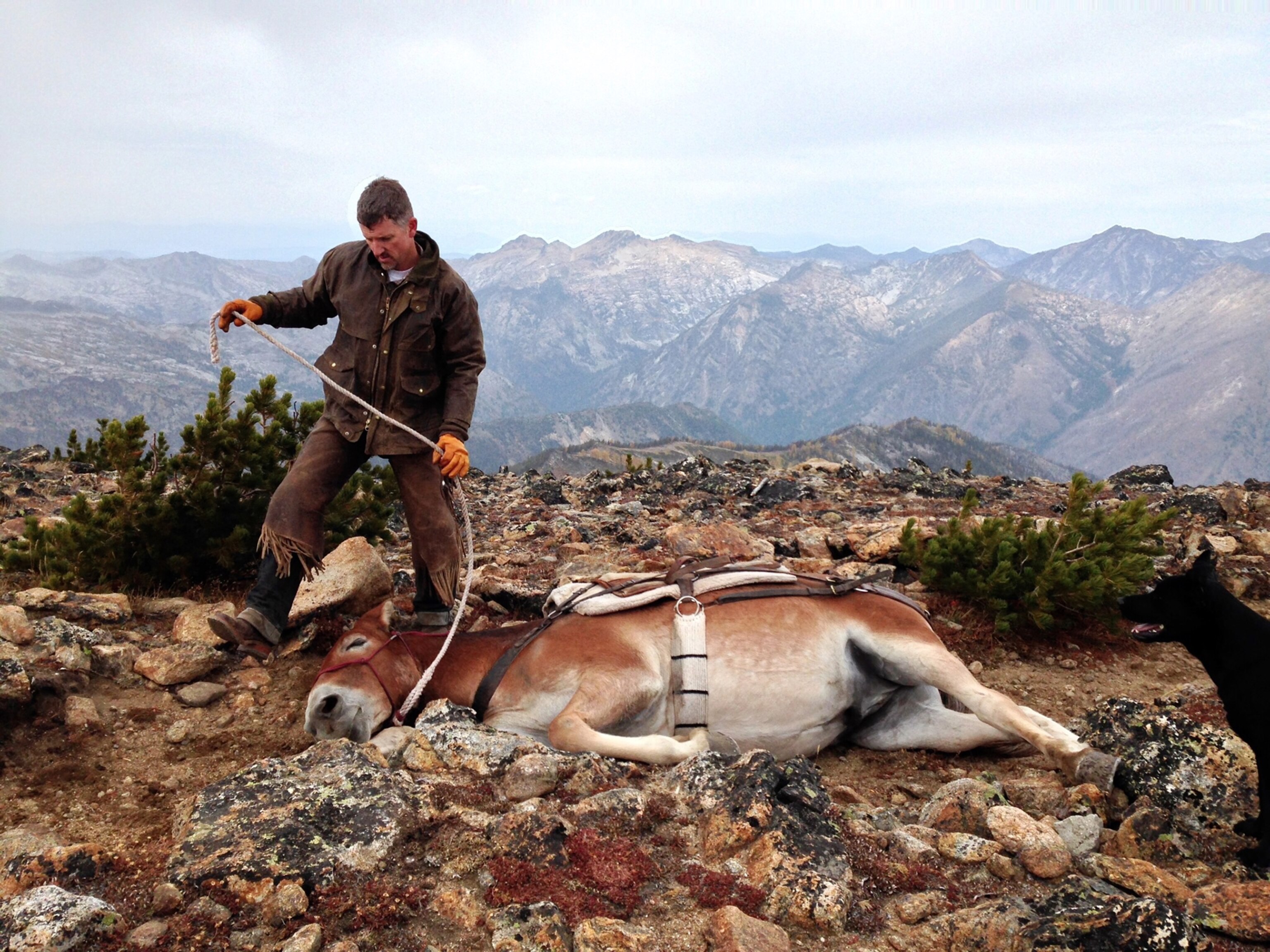 a man helping a fallen mule