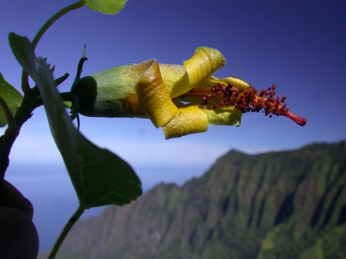 Extinct hibiscus flower rediscovered in Kaua'i, Hawaii, via drones