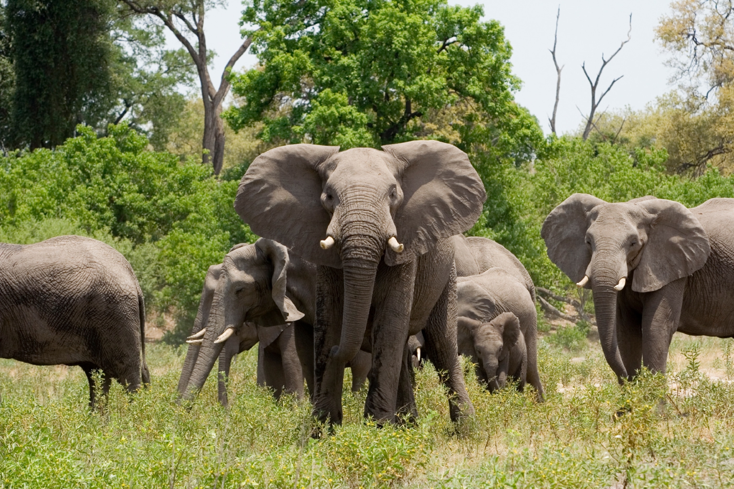 elephants in Botswana