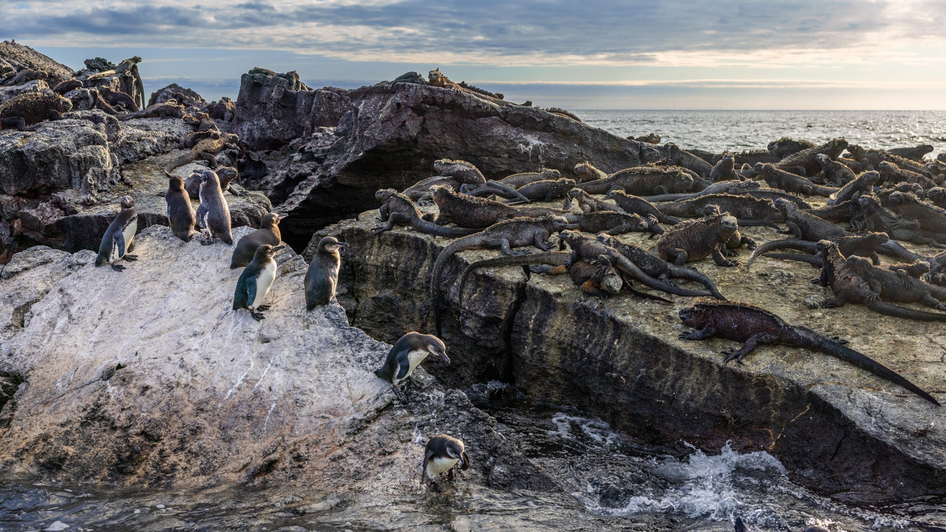 The world’s rarest penguins don’t fear the heat. Here's how they learned to embrace it.