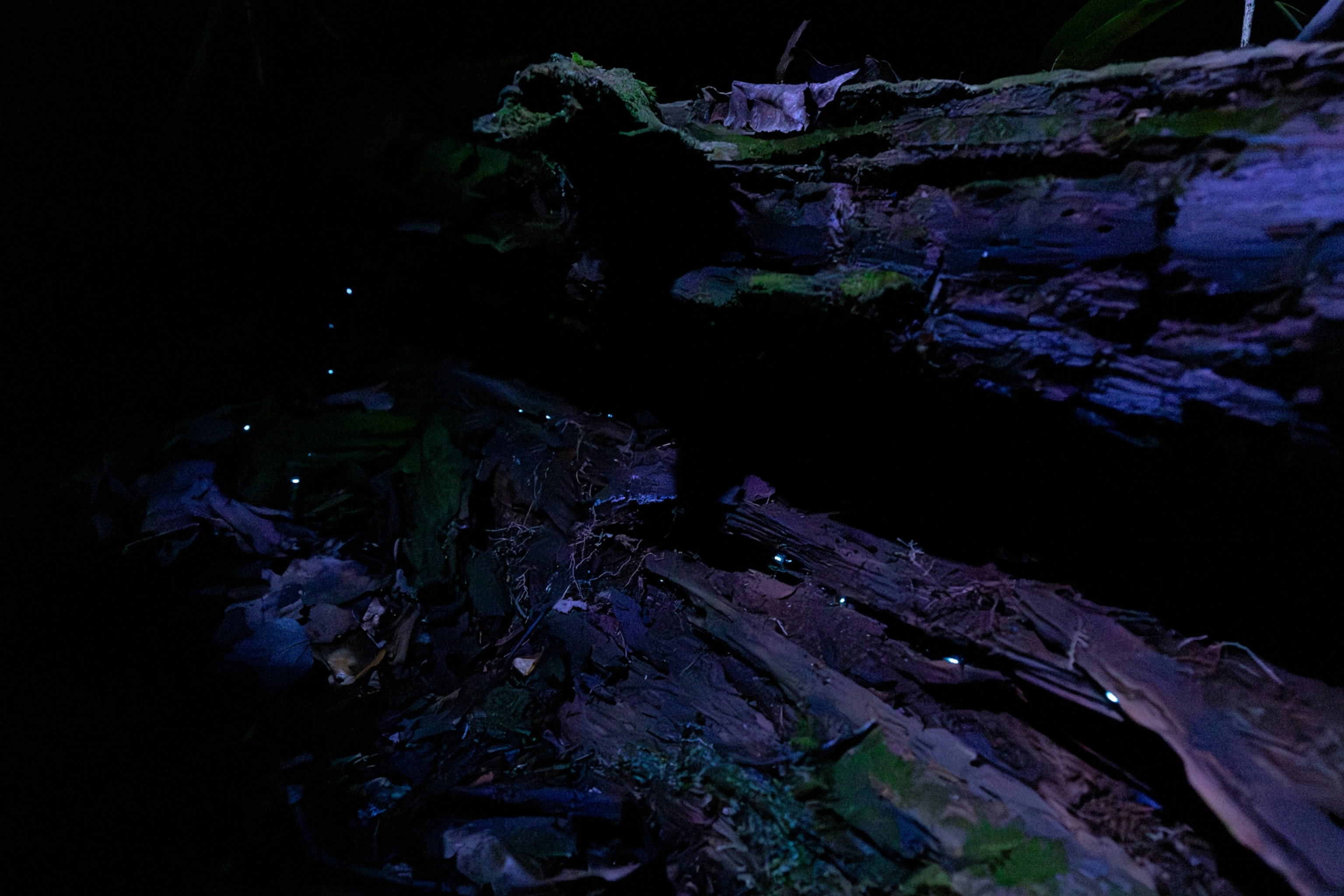 These elusive insects glow electric blue—and are only found in Appalachia |  National Geographic
