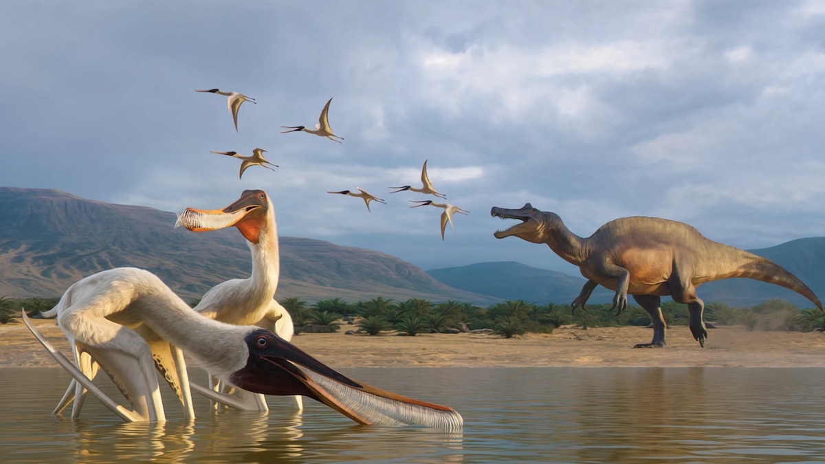 How dinosaur vomit has solved these prehistoric mysteries