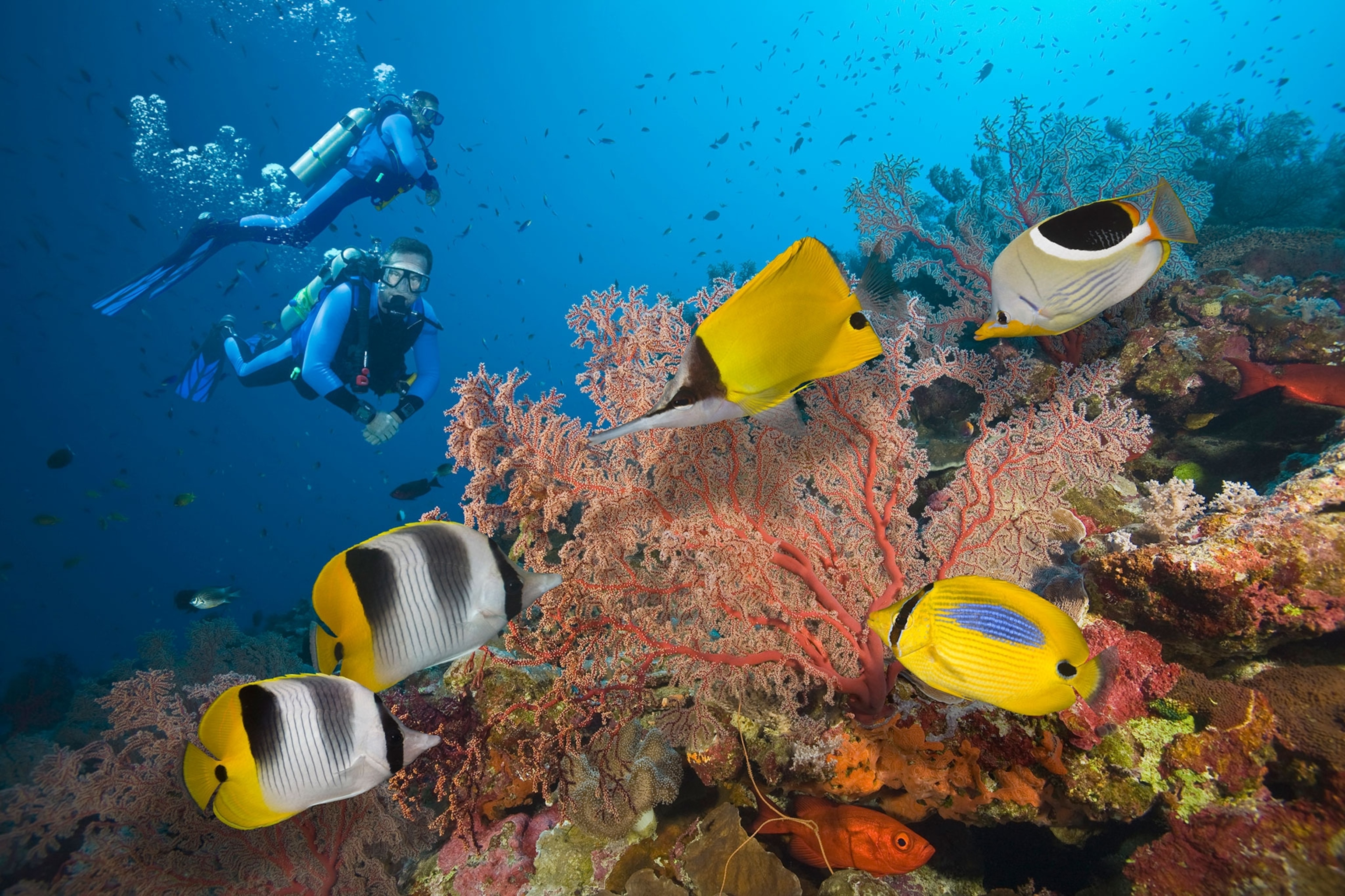 Scuba divers in the Great Barrier Reef