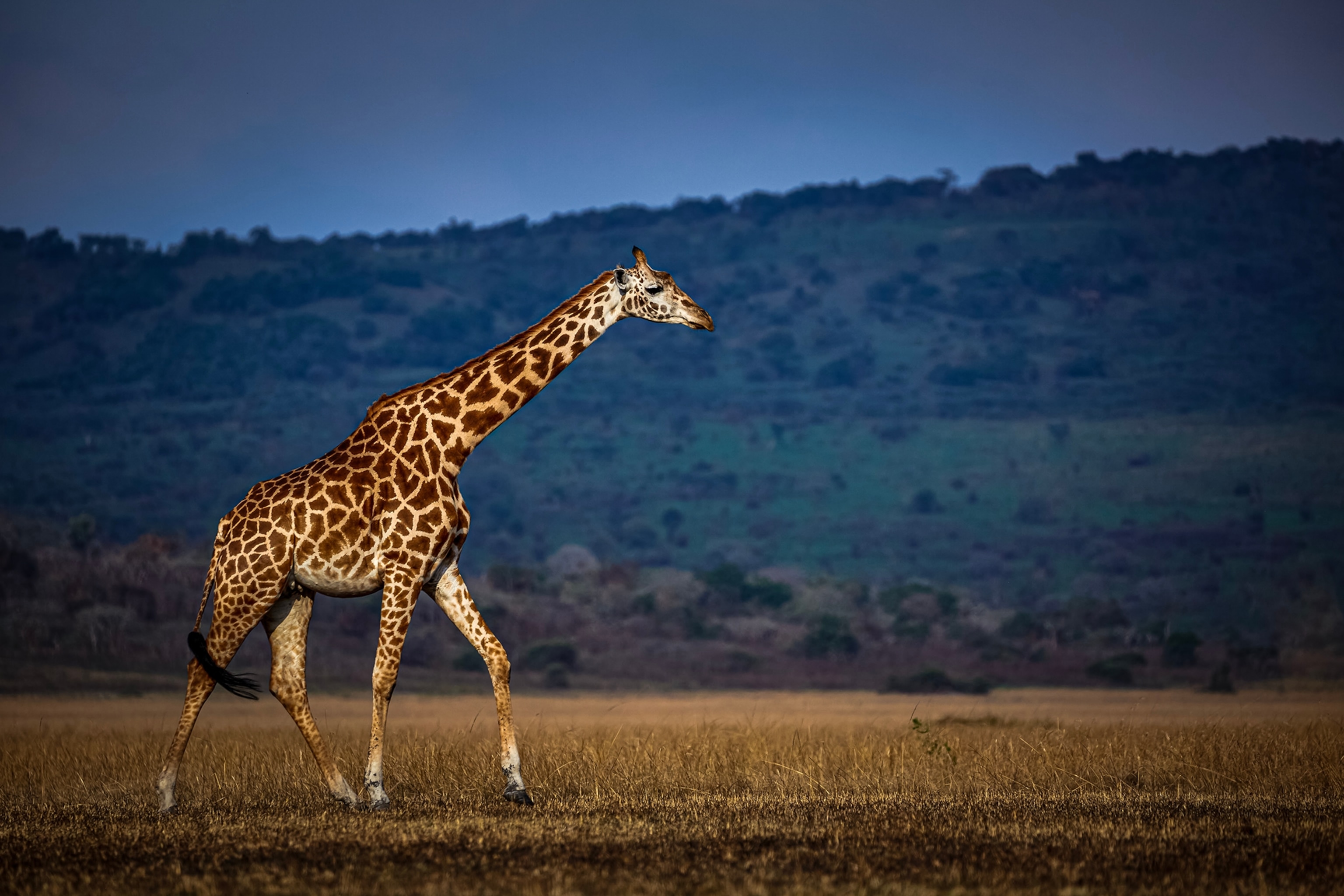 A giraffe roams in Akagera National Park.