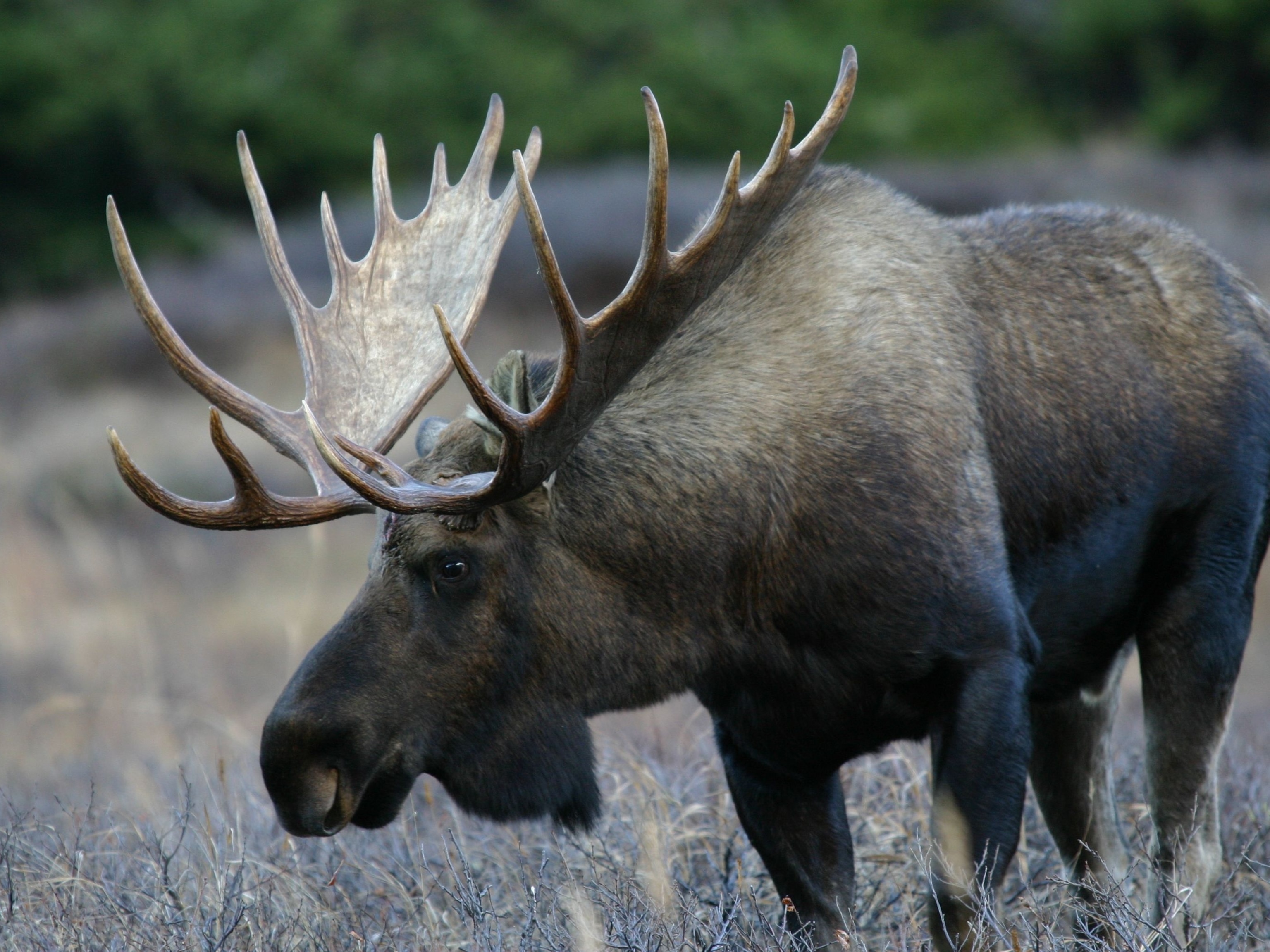 Ф лось. Европейский Лось alces alces. Лось (лат. Alces alces). Лось Восточно Сибирский Сохатый.