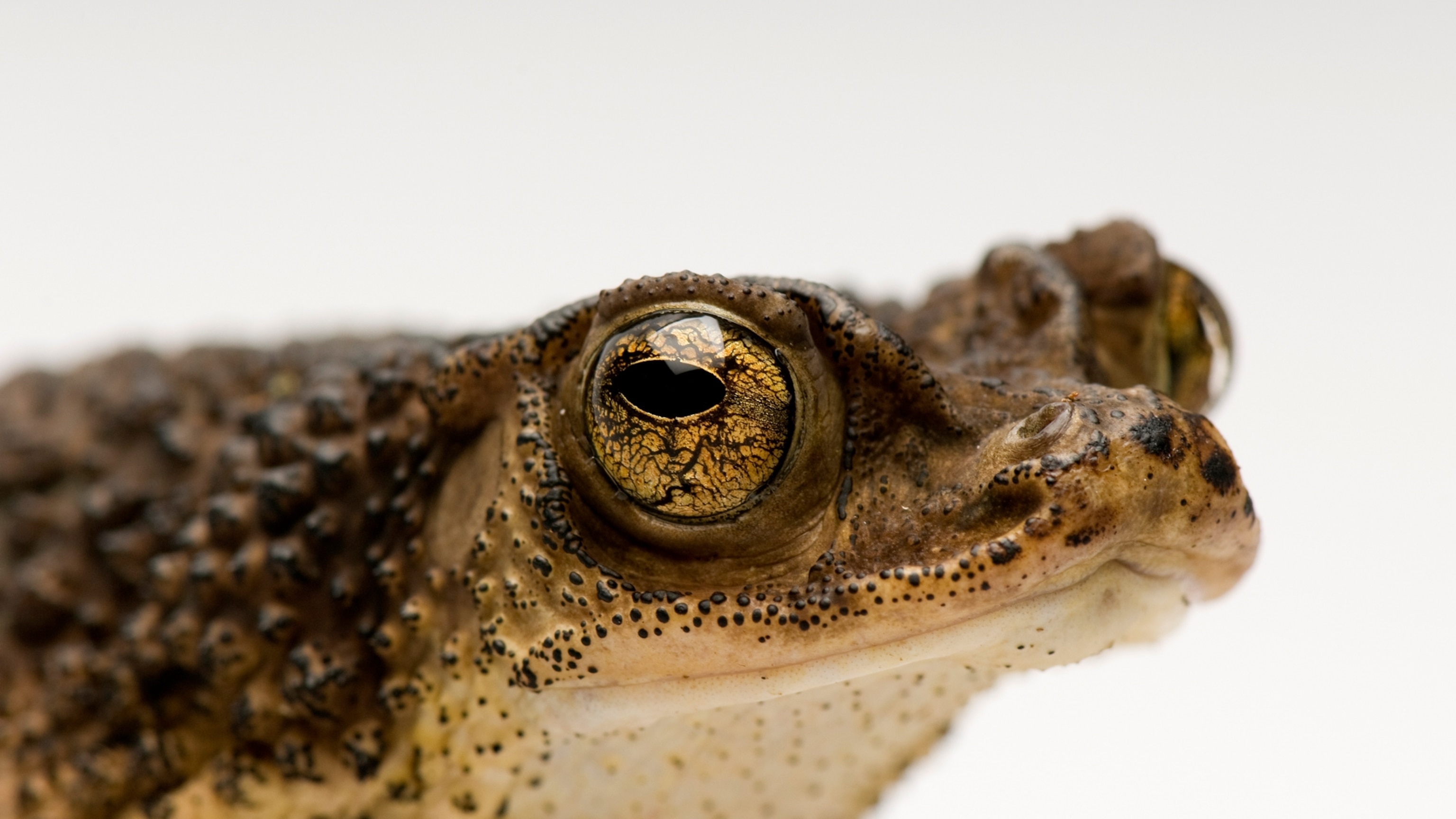 The endangered toad who got a big boost from Bad Bunny