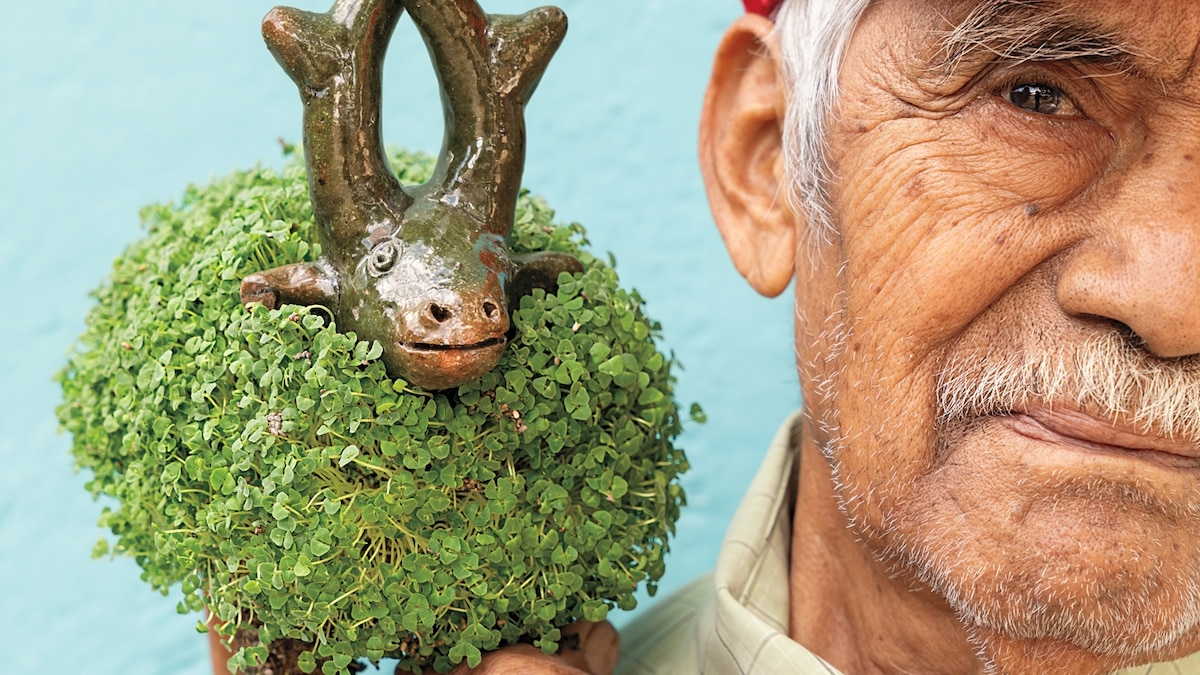 The secret religious history of your Chia Pet