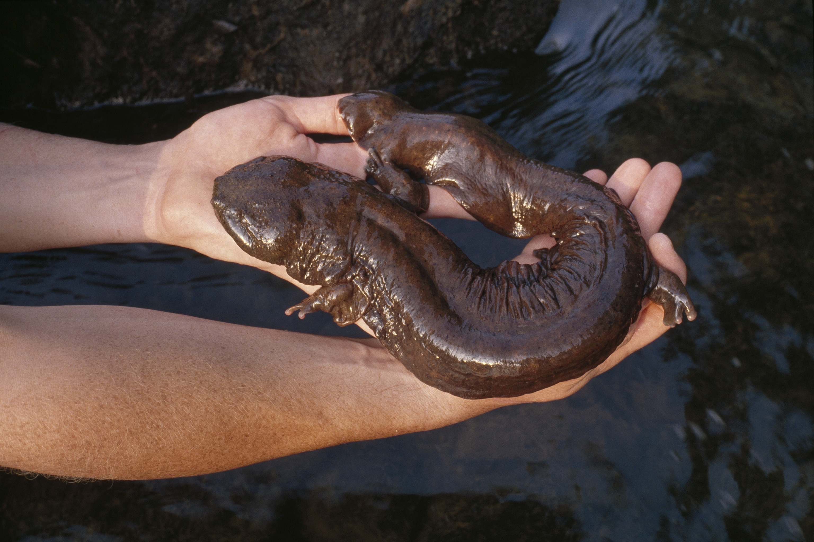U.S. Giant Salamanders Slipping Away Inside the Fight to Save the