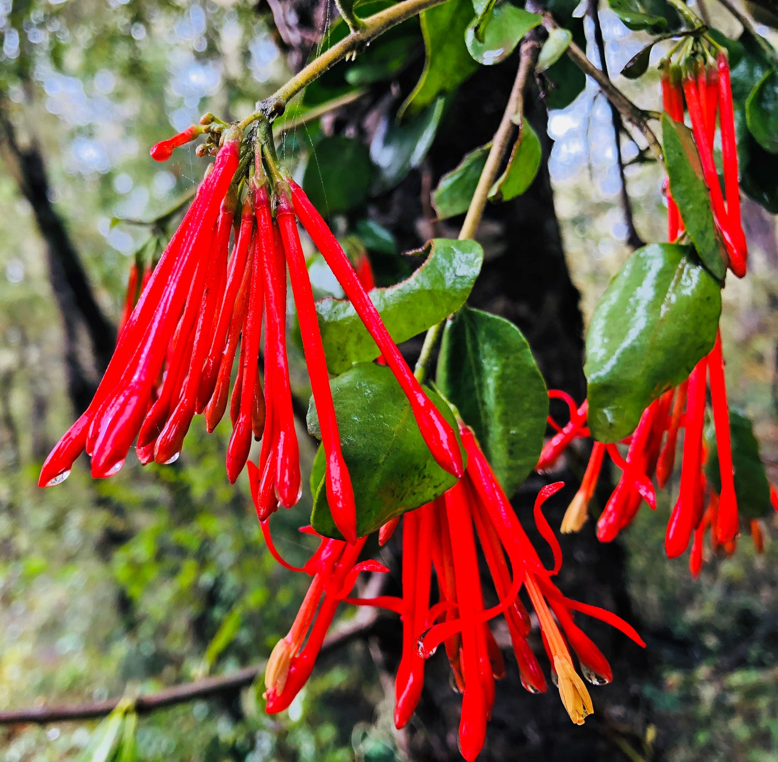 Tristerix Corymbosus