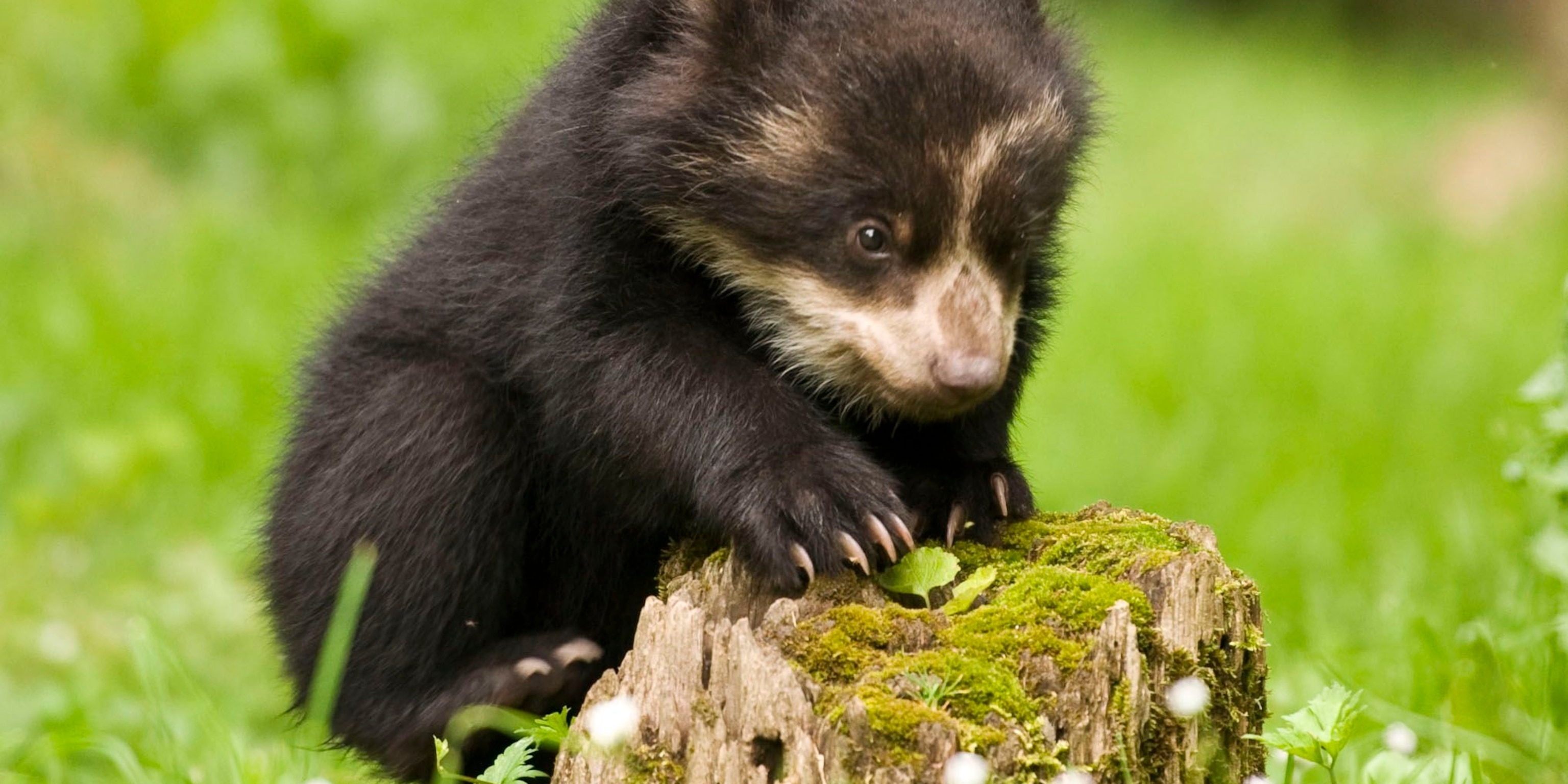 4. So sánh gấu kính với các loài gấu khác