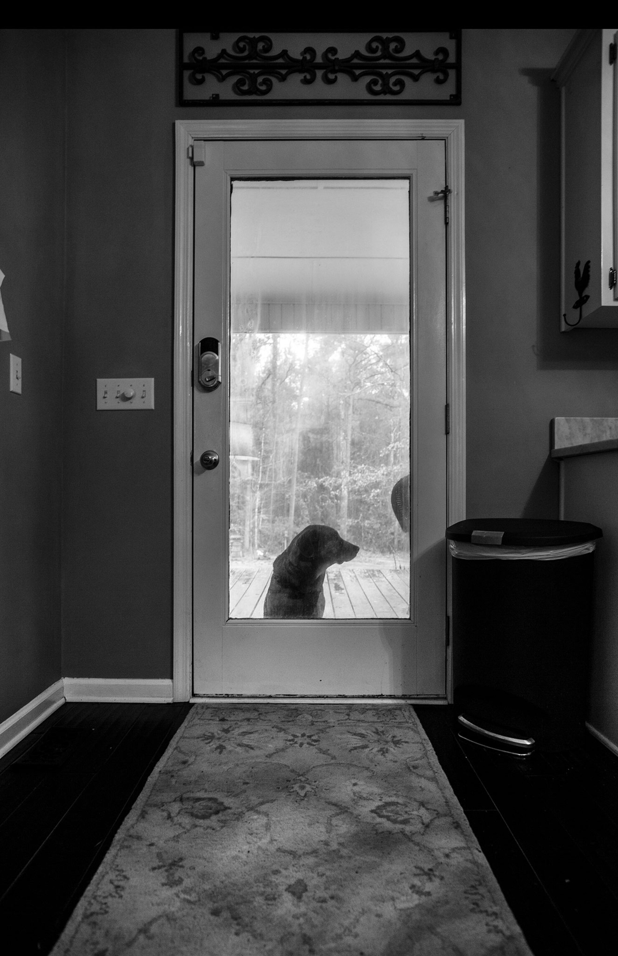a dog waiting at a door