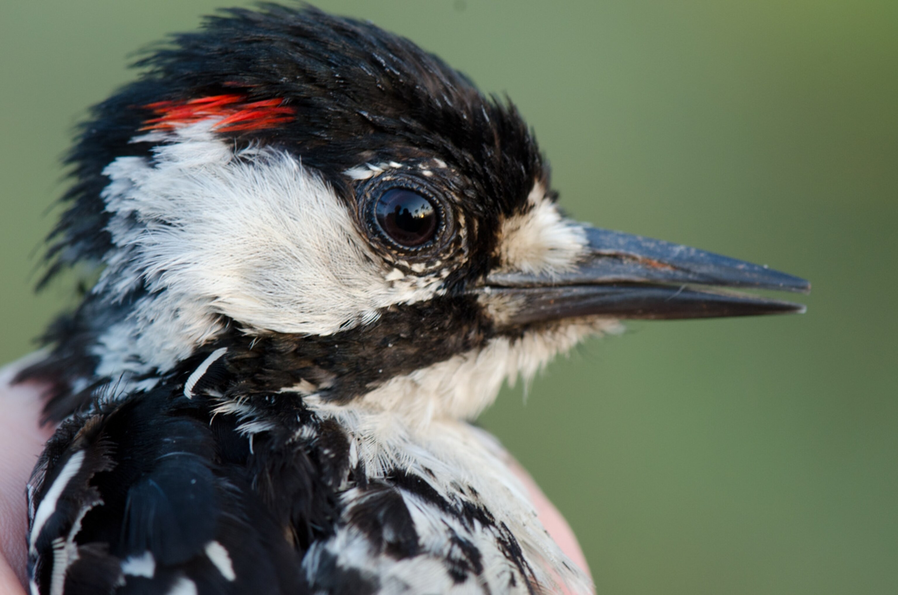 Red-cockaded woodpecker picture