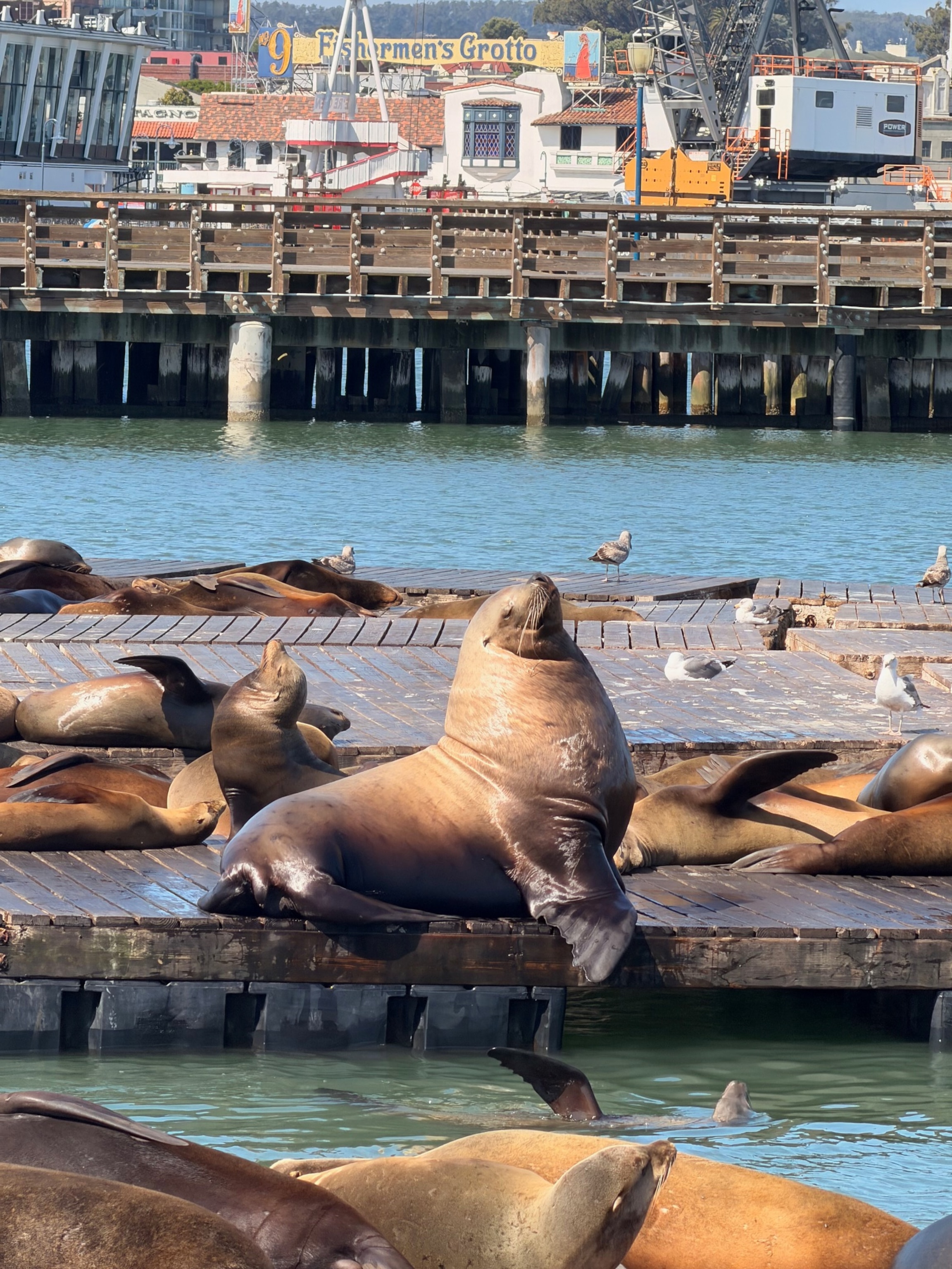Sea lions basking on wooden platforms in a sunny harbor, with a classic seaside market and fishing area visible in the background