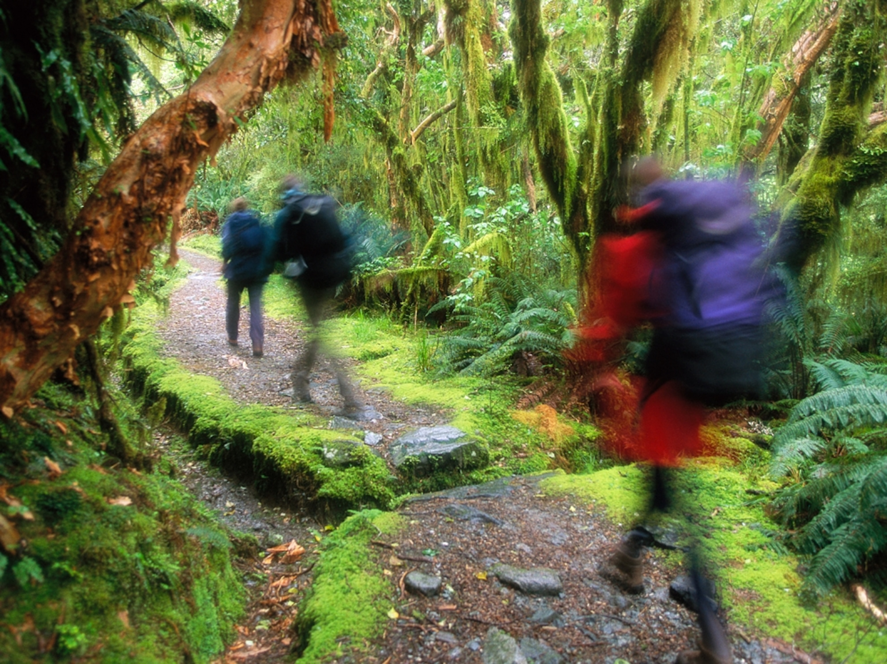 Hikers on a forest trail