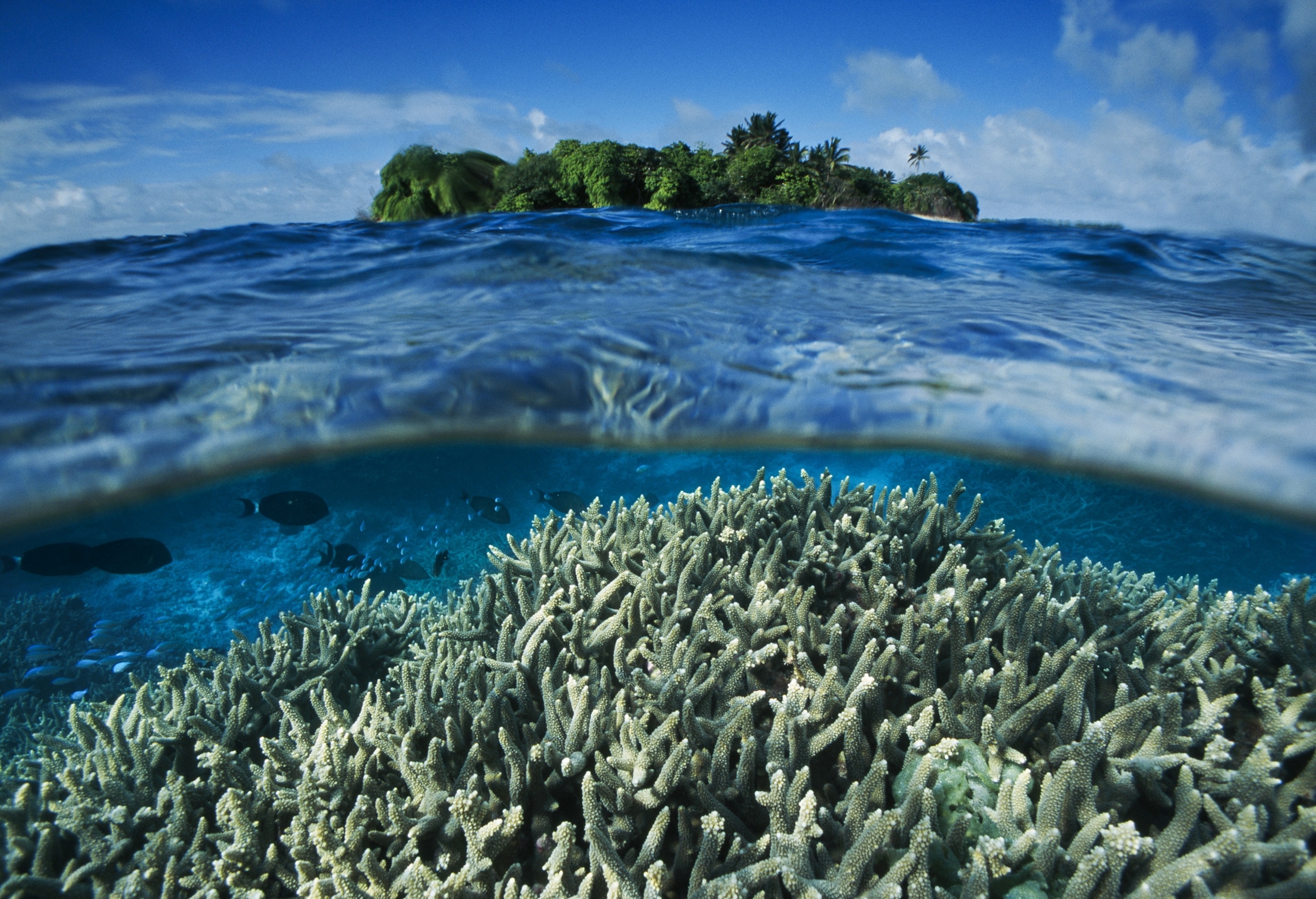 The underwater scene of Palmyra Atoll.