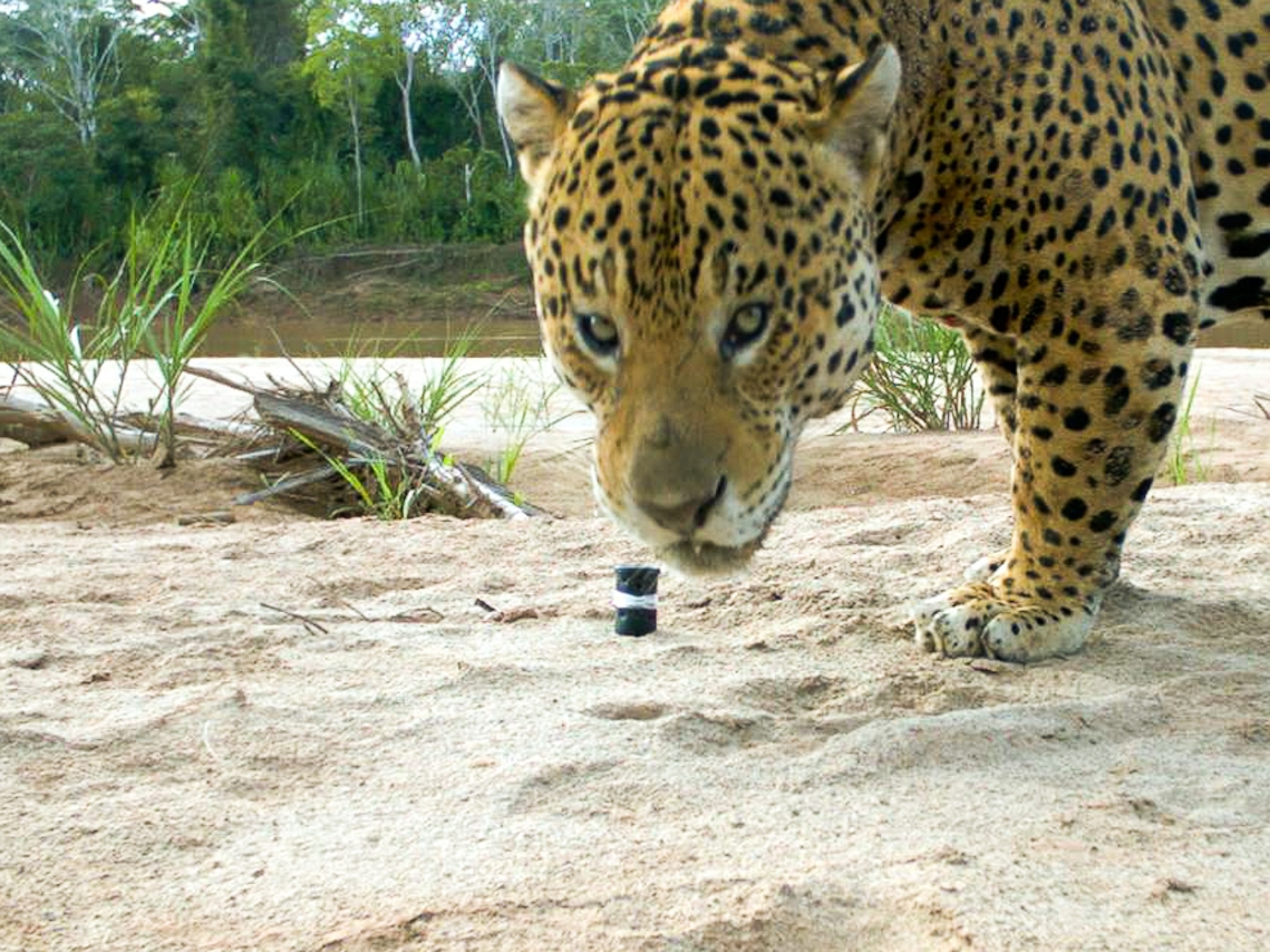 Jaguar picture: A big cat snapped by a camera trap in Bolivia