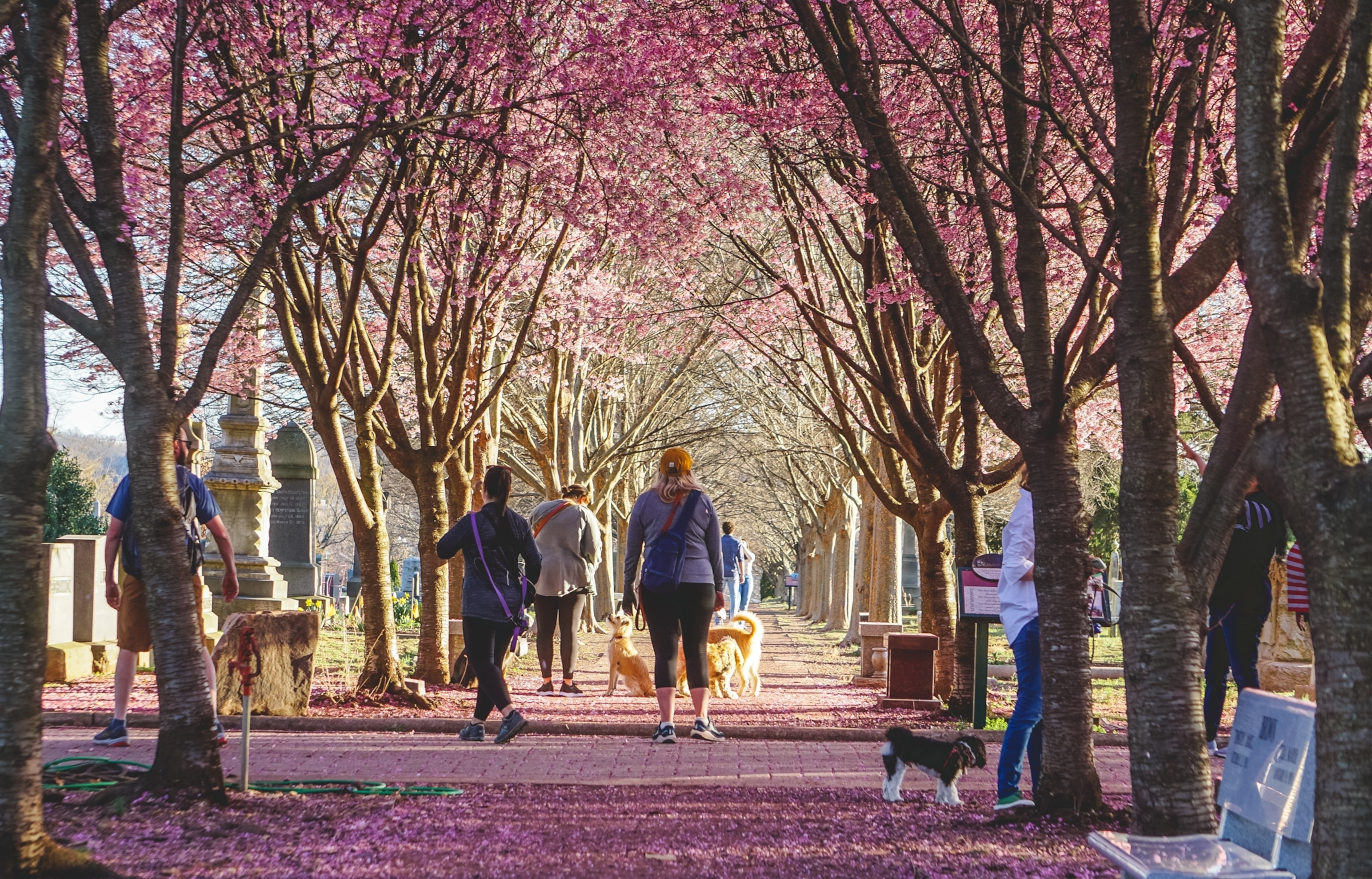 People and dogs walk along a tree-lined pathway covered with pink blossoms in a cemetery during spring.