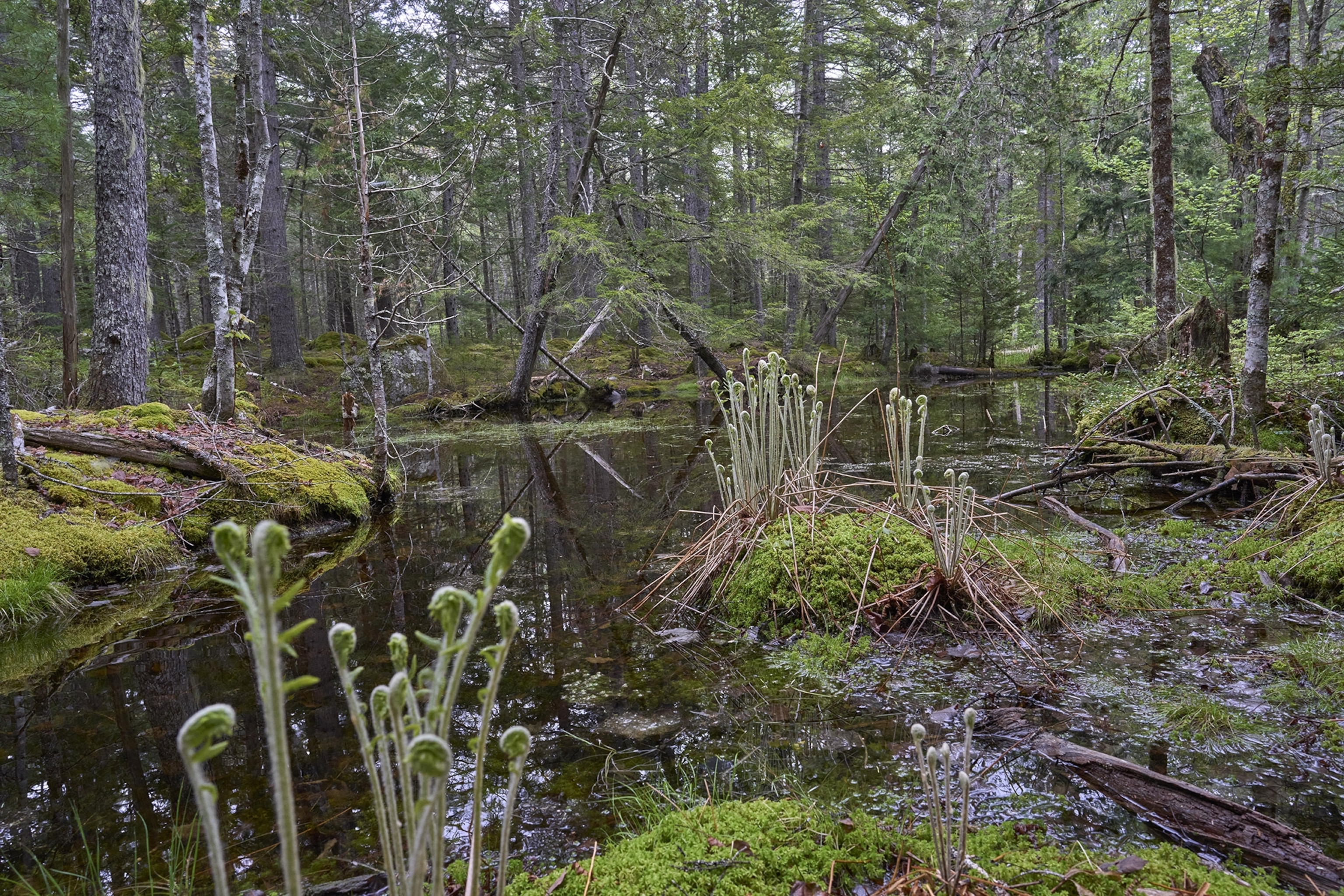 A pond surrounded by trees, moss, and lush green plants