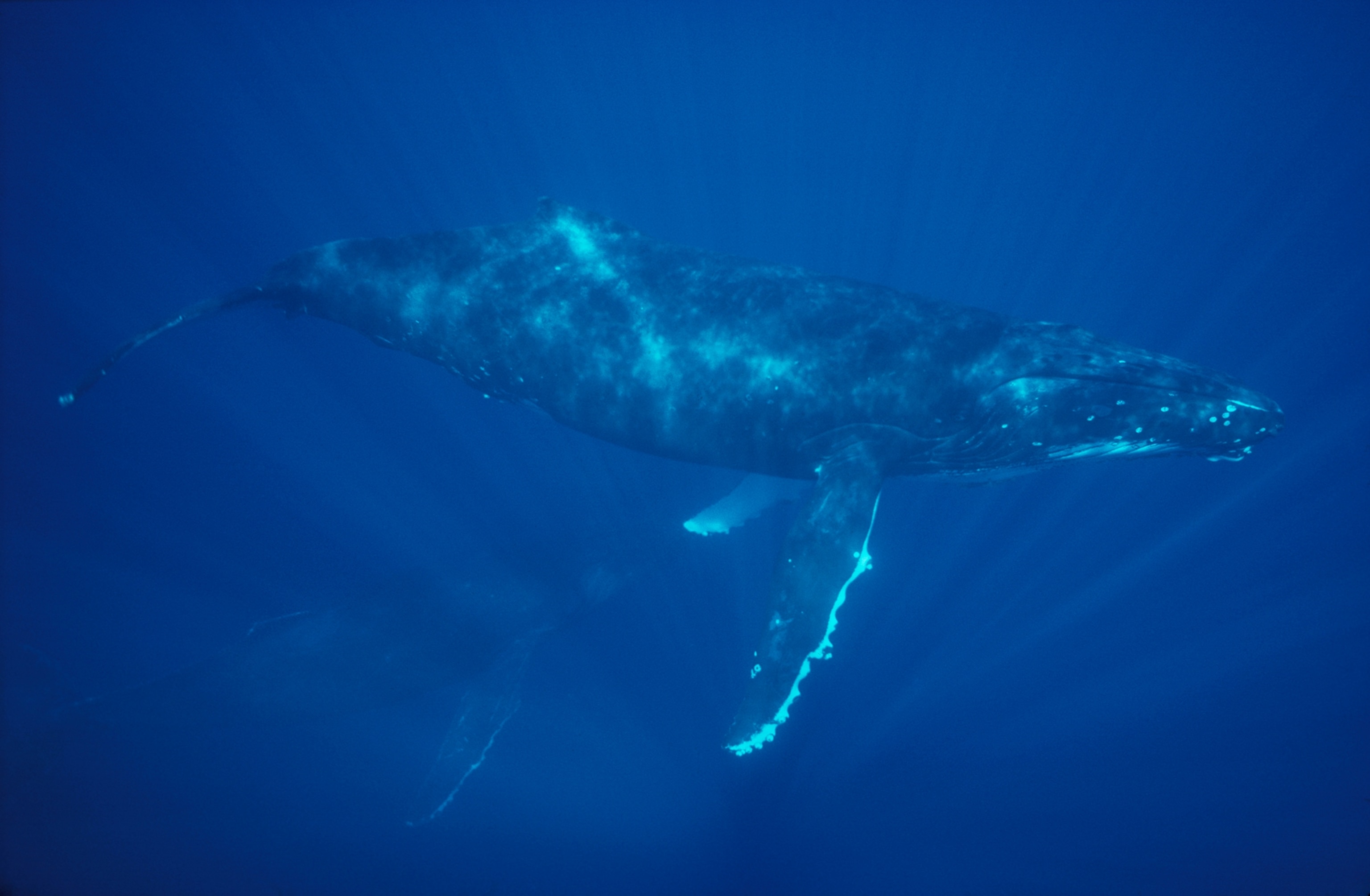 Dappled pair of humpbacks courses through shales of sunlight in warm Hawaii waters. Hugely benign and graceful, humpbacks tolerate author Earle and photographer Giddings as swimming companions. The silence is monumental until the whales begin to sing. Heard at close range, the songs are unforgettable— resonant and throbbing. “The sound was incredible, like drums on my chest,” says Giddings.