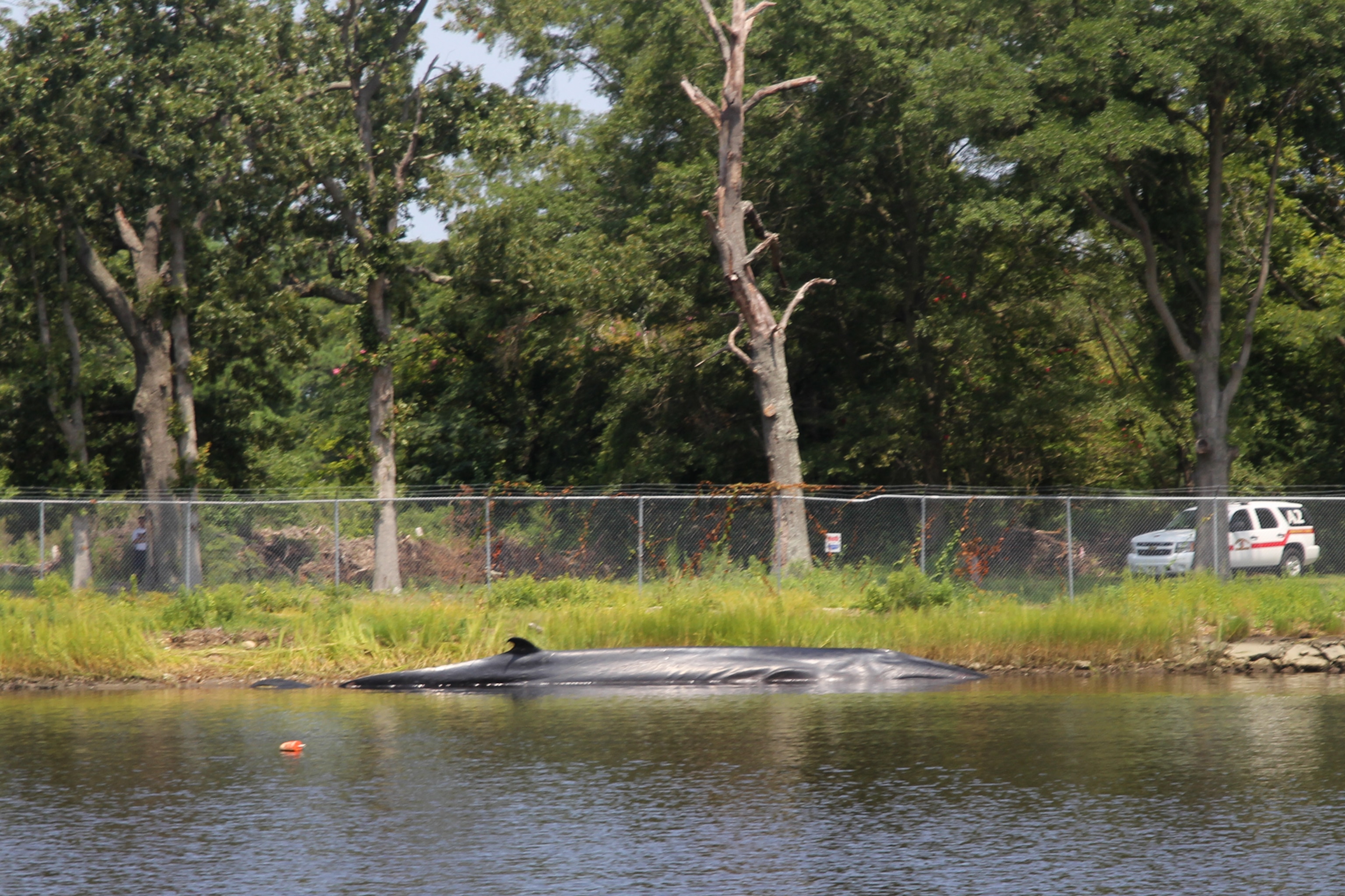 a whale who died after swallowing a DVD case, Virginia