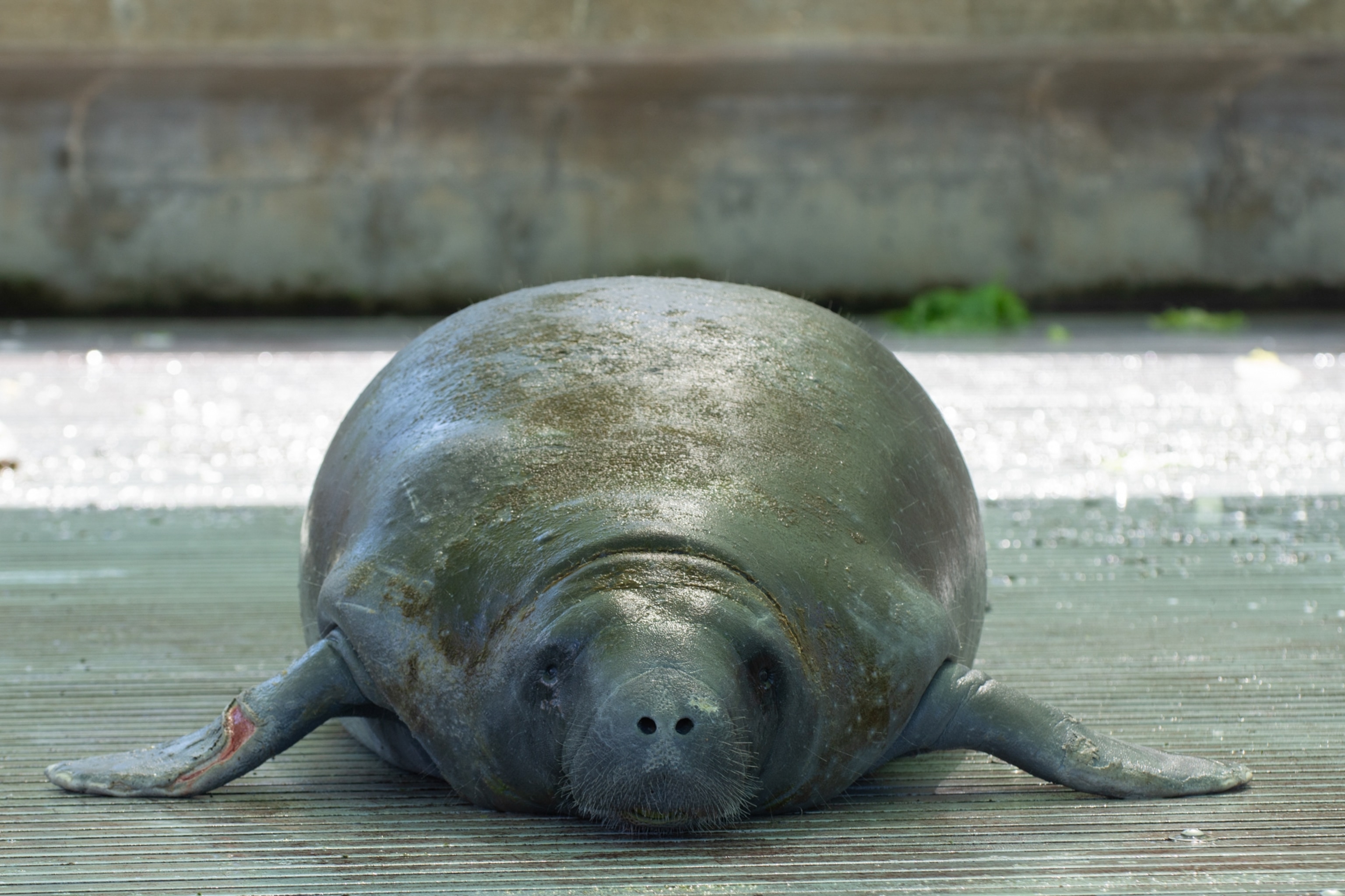 A large, round manatee rests on a sunlit dock. Its smooth, wet gray skin glistens in the light
