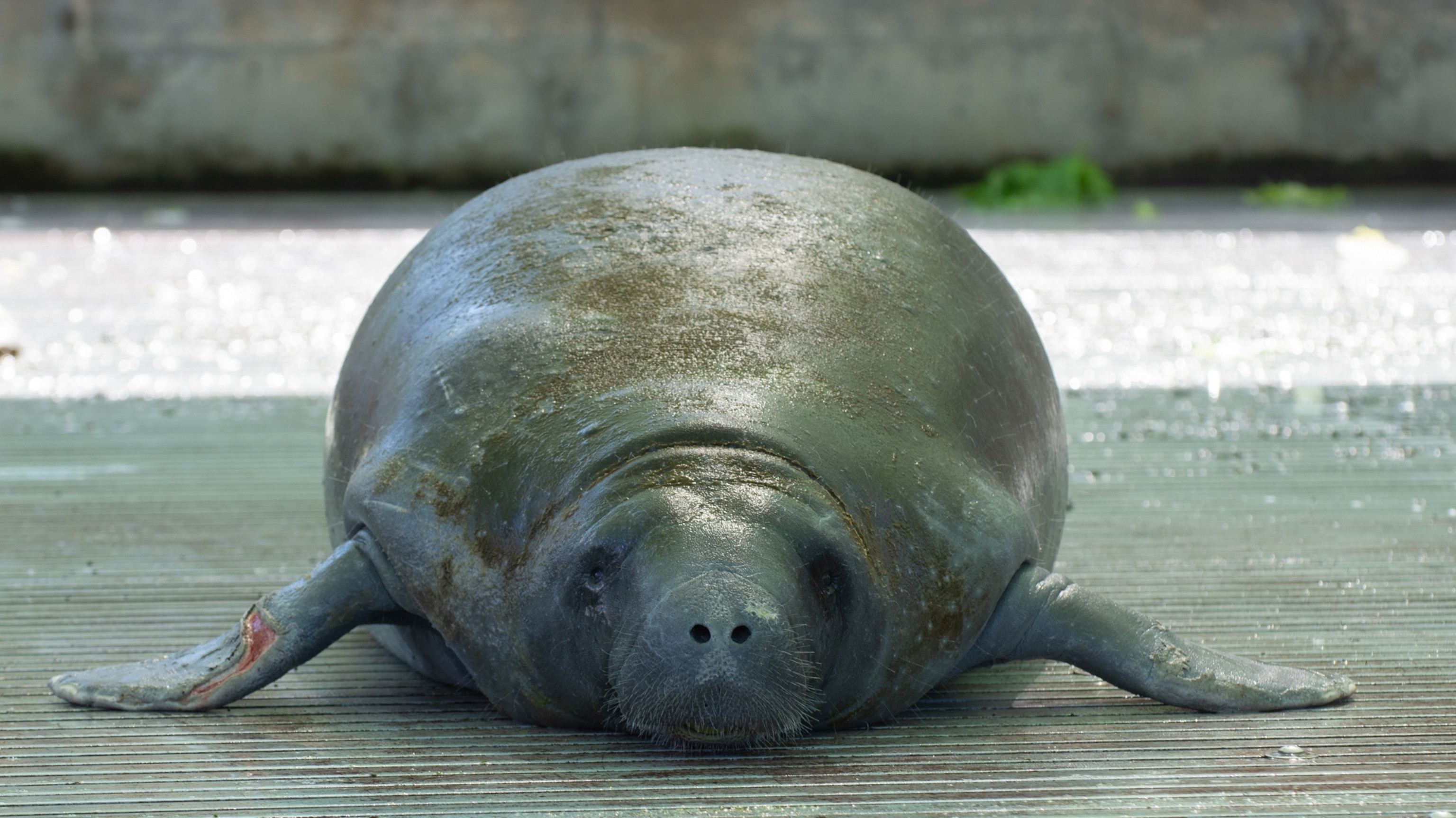 Melby, manatee once trapped in Florida storm drain, returns to the wild