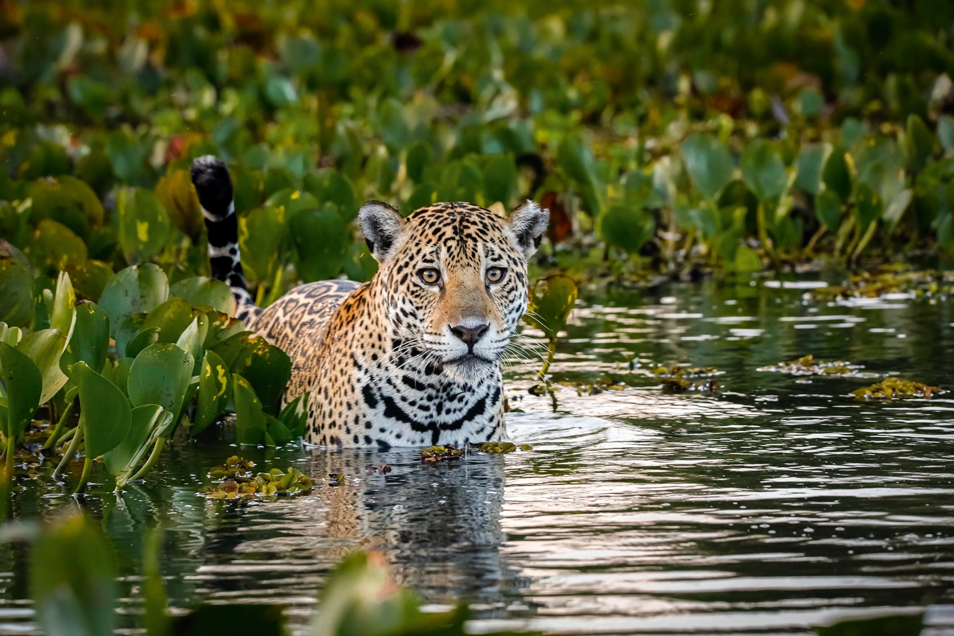 A young jaguar peeking out from behind bushed on the banks of a river.