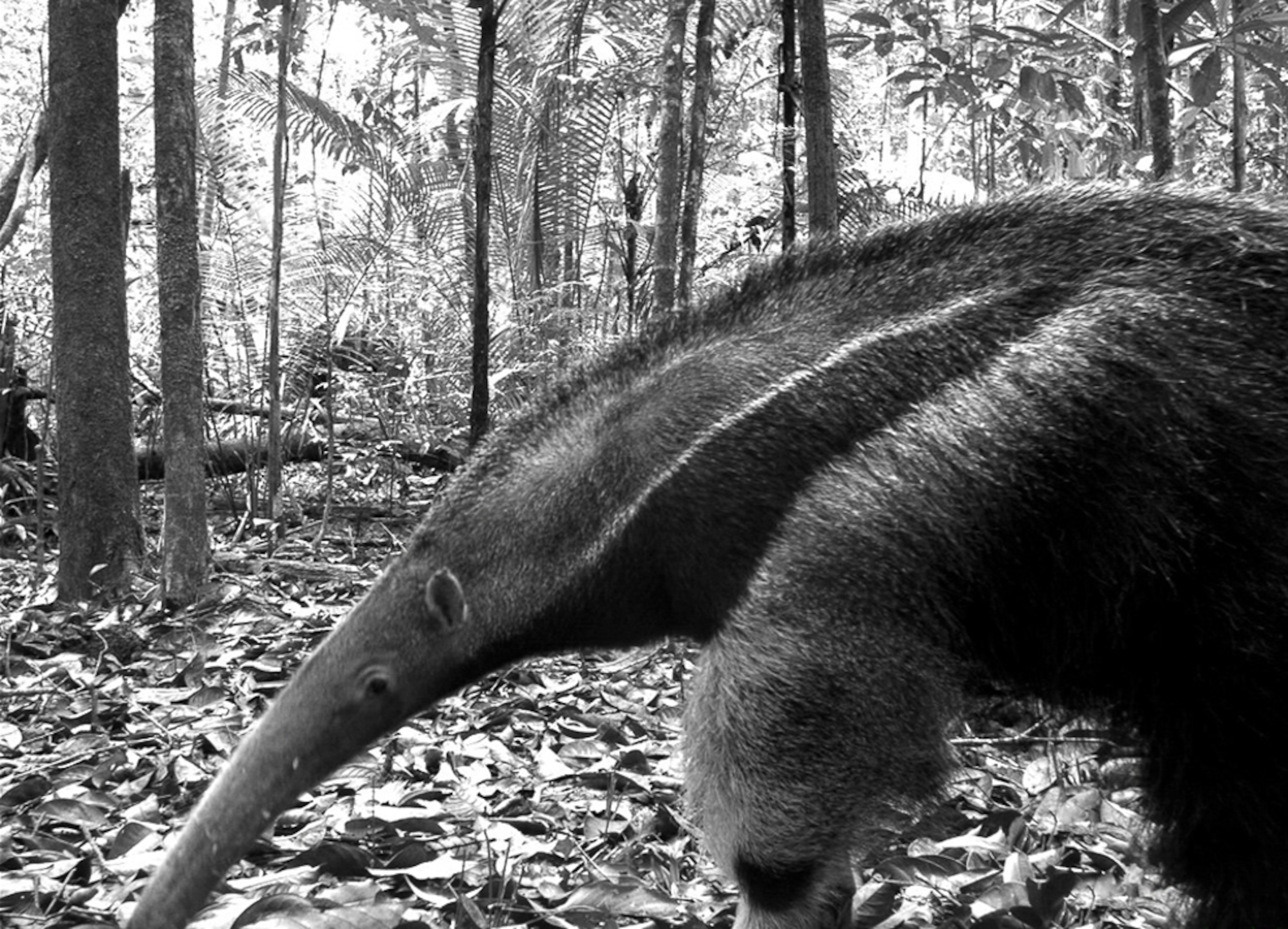 Camera-trap mammal picture: anteater in Brazil