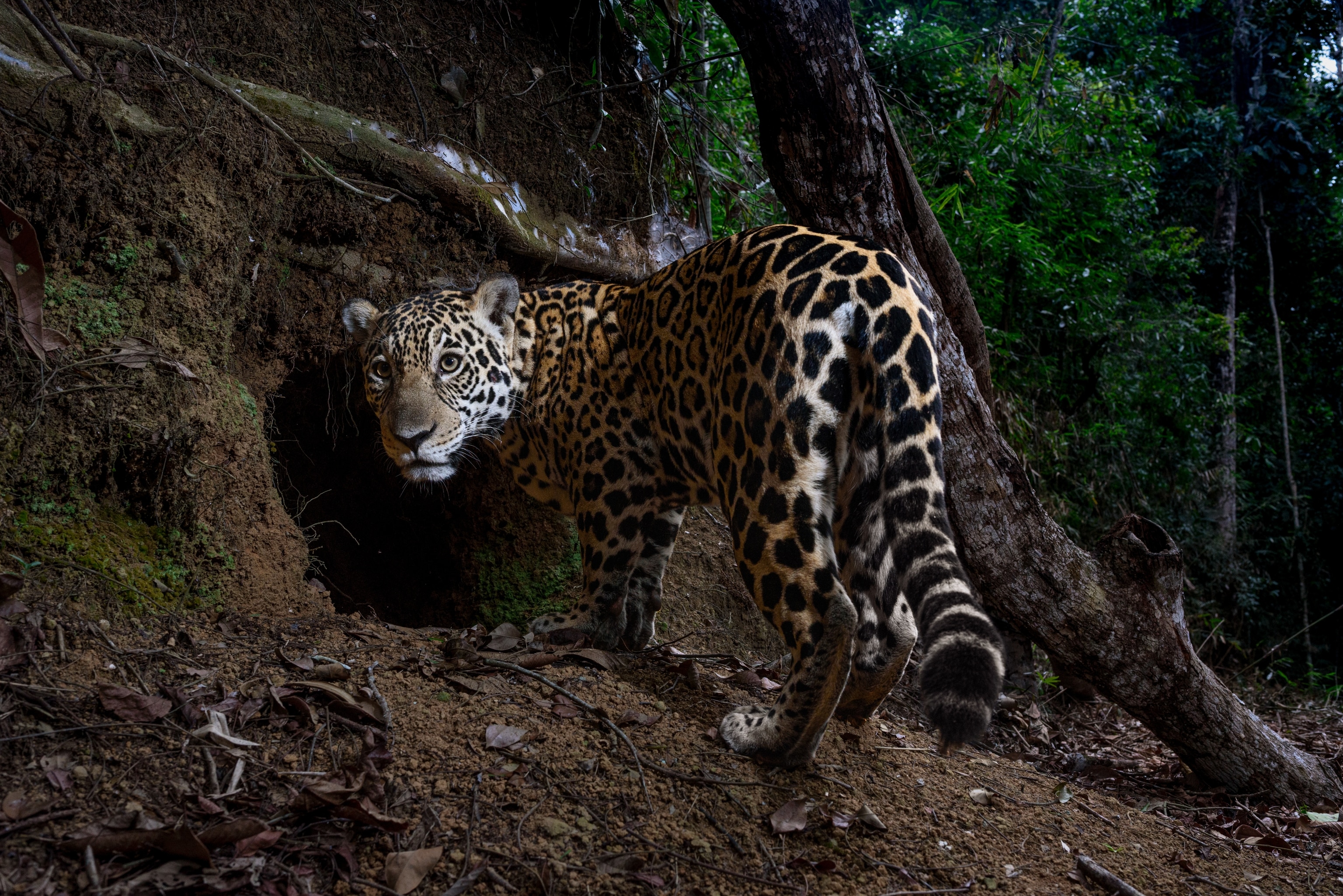 An animal with tail has dark patterned spots all over it's body. It turns it's face to the camera