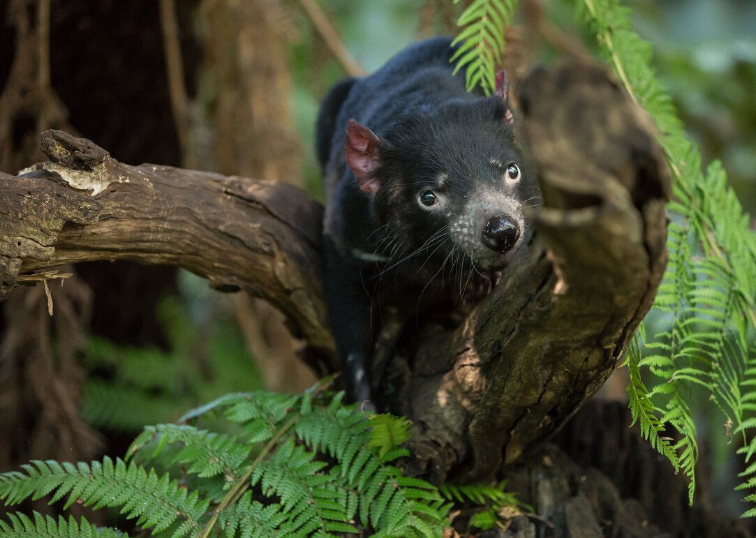 Tasmanian devil, facts and photos | National Geographic