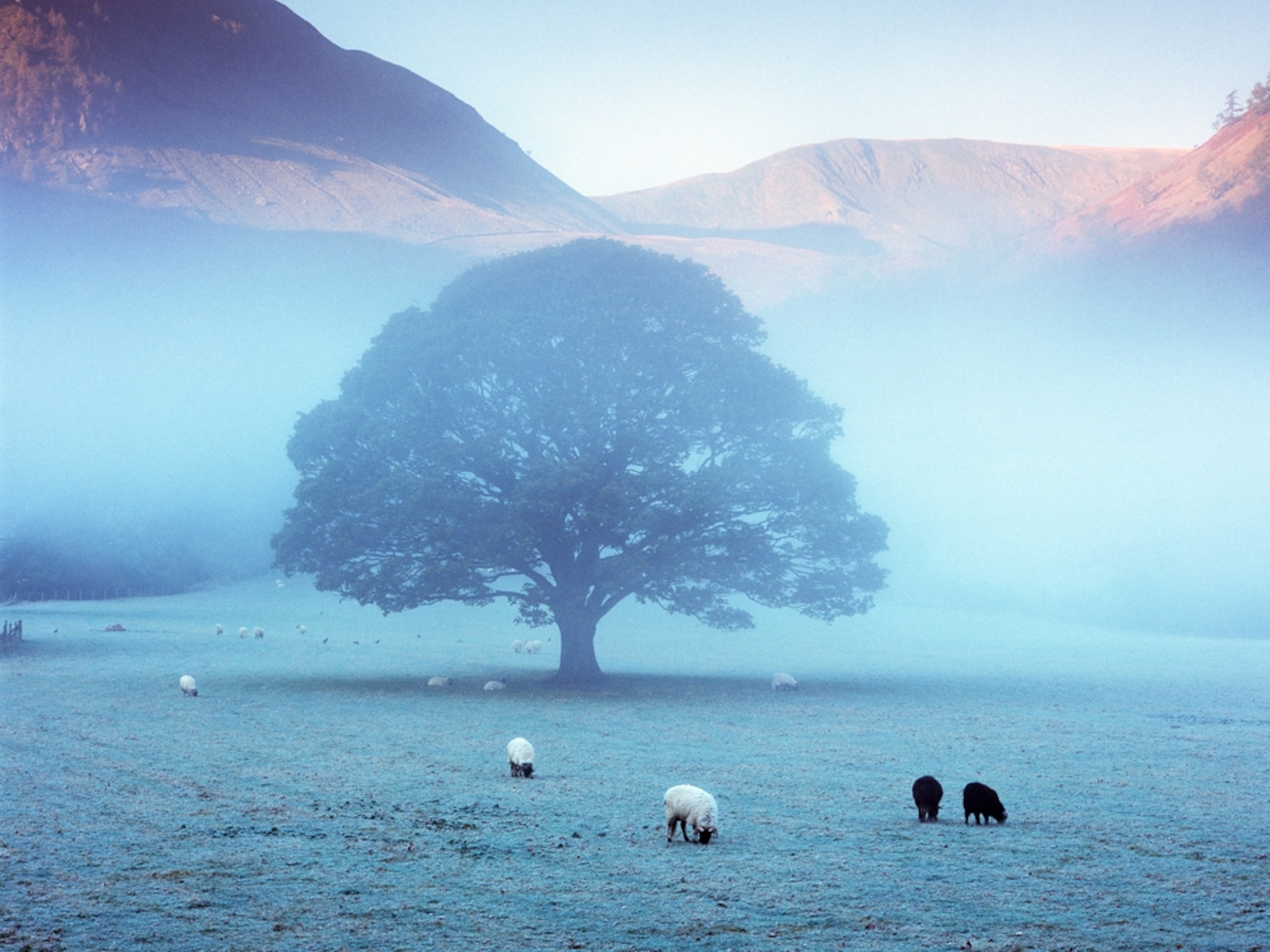 Sheep grazing in Lake District National Park