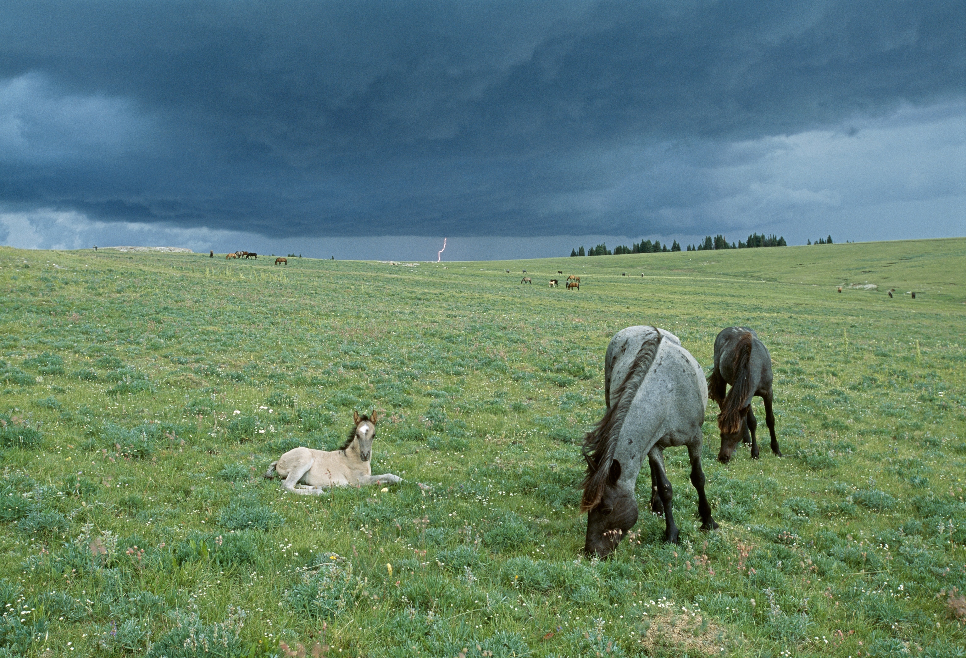 three horses lay in the foreground of a large field with a strike of lightning in the background