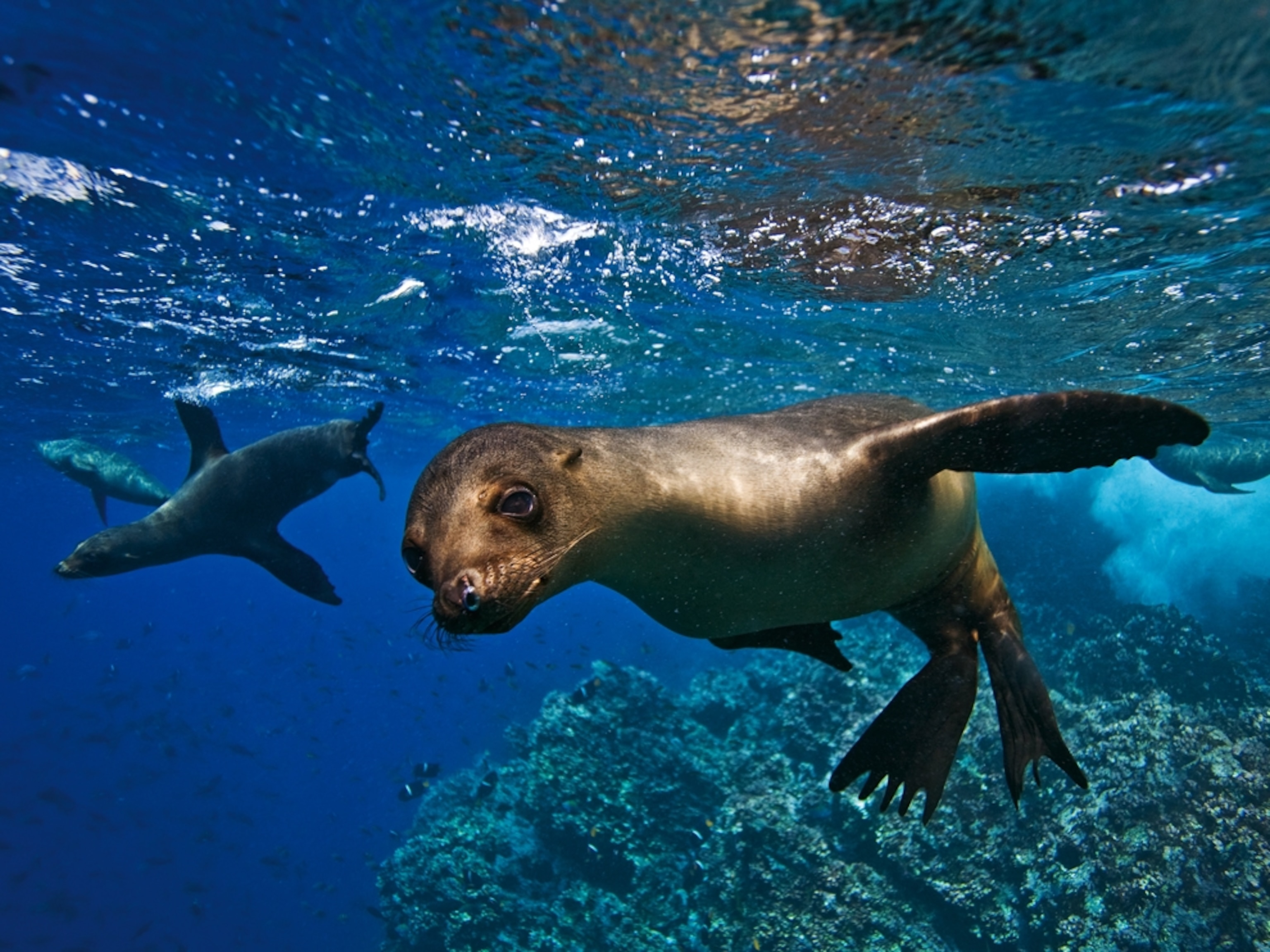 Sea lions swimming in clear water