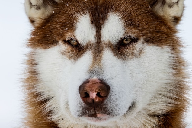 01-domesticated-dog-alaska.jpg?w=636&h=4