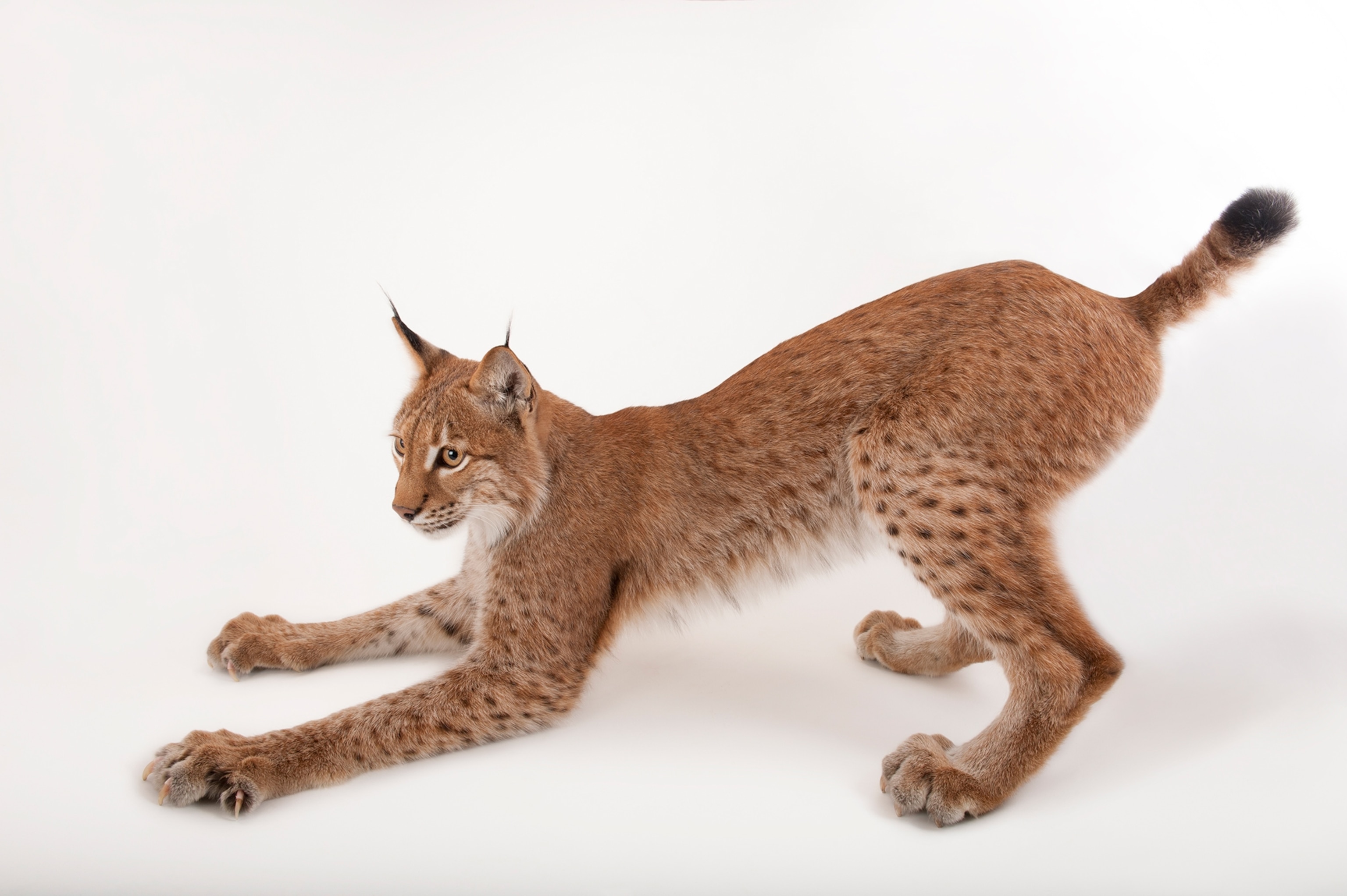 a Eurasian lynx taken at the Columbus Zoo