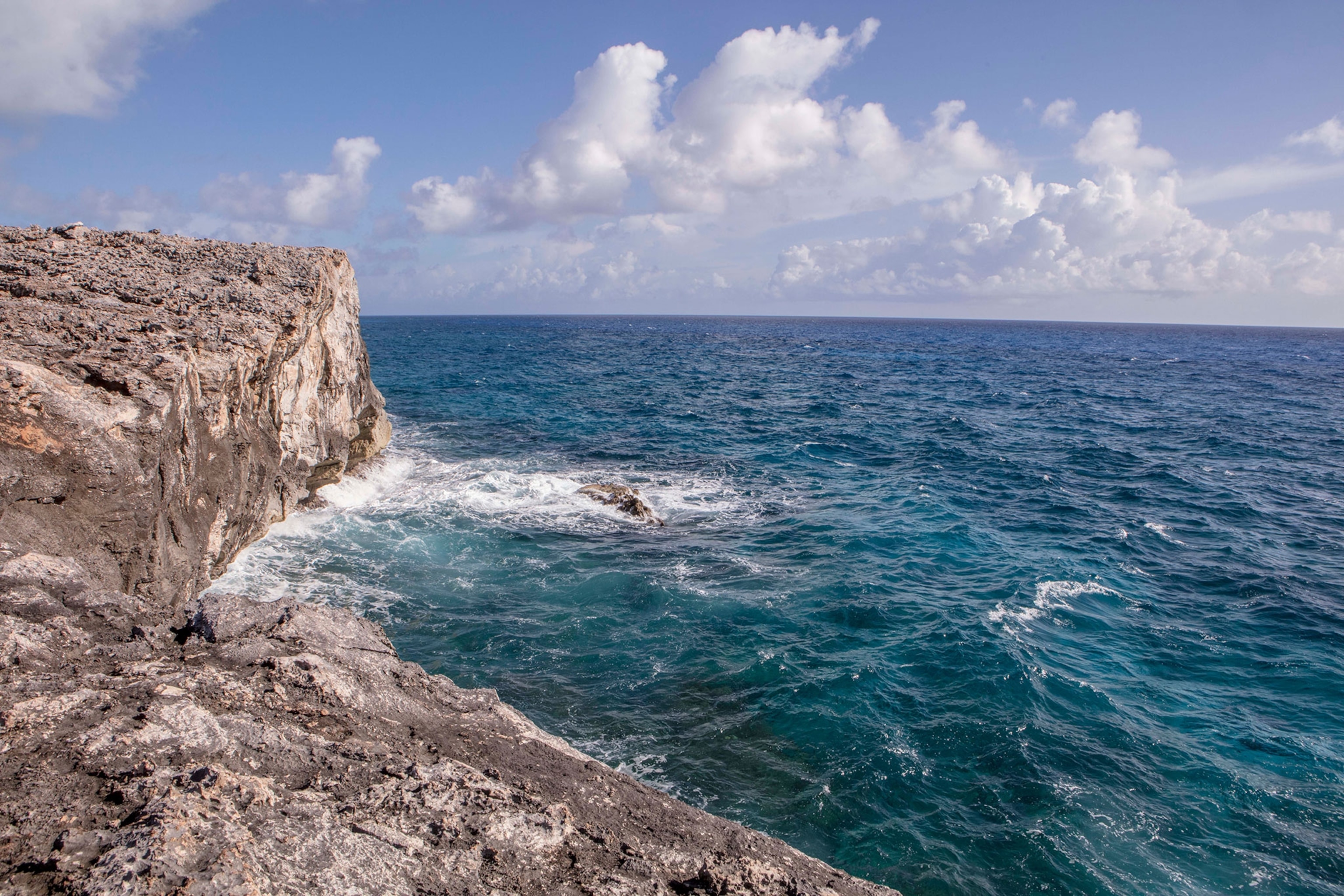 wildlife in the bahamas