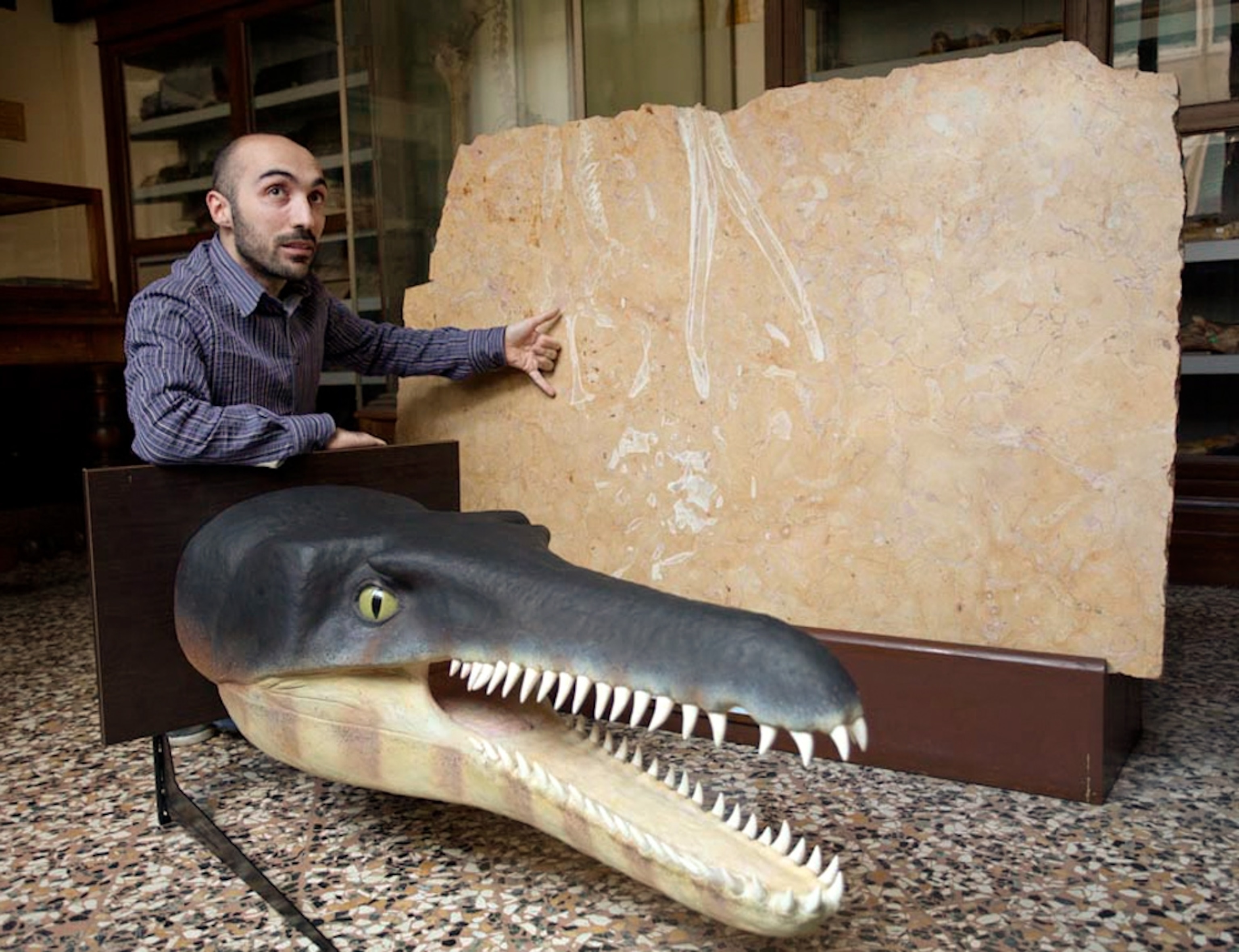 A limestone block containing a cross-section of a crocodile.