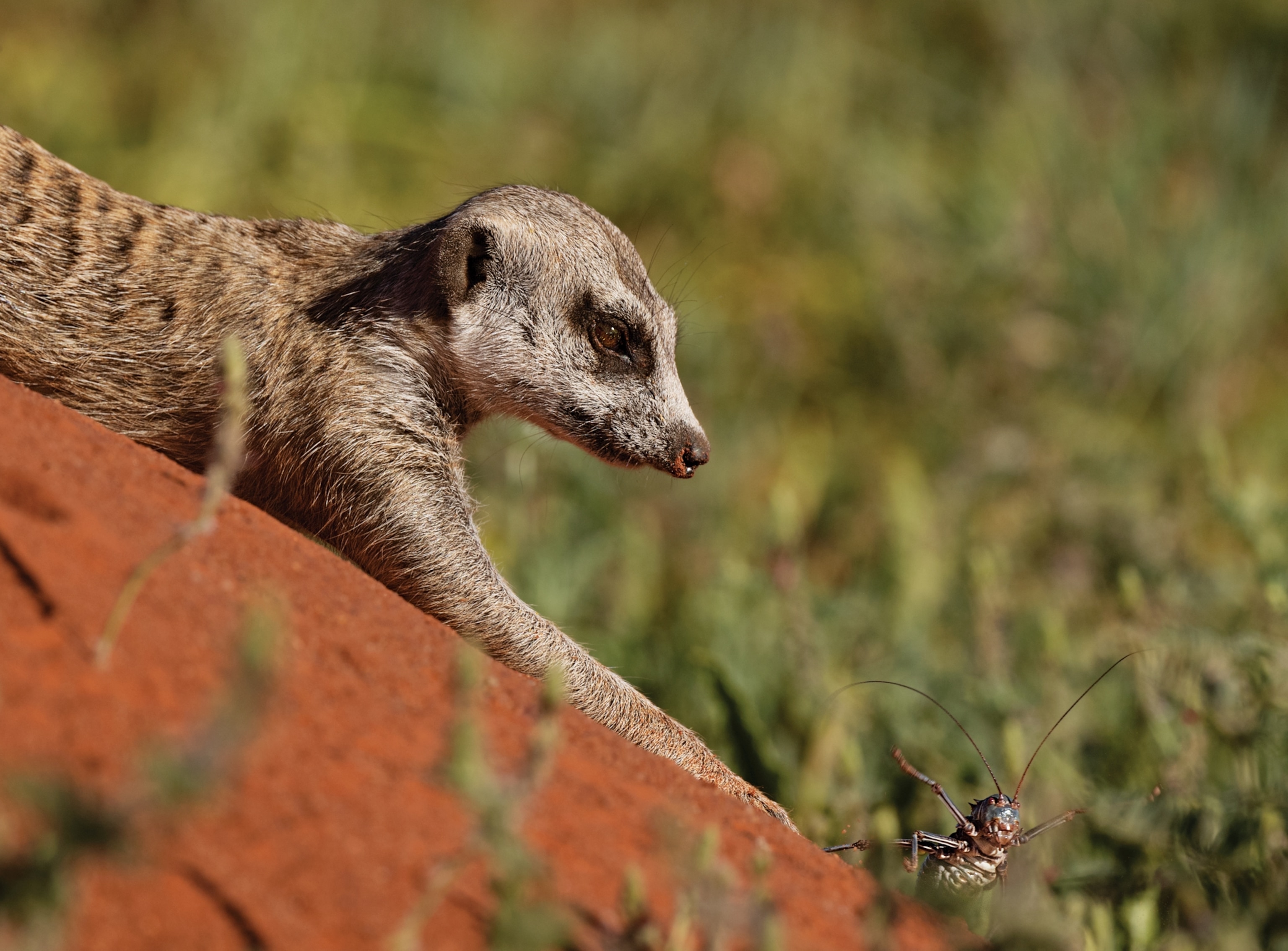 Meerkat on mound facing down slope looking at large insect.
